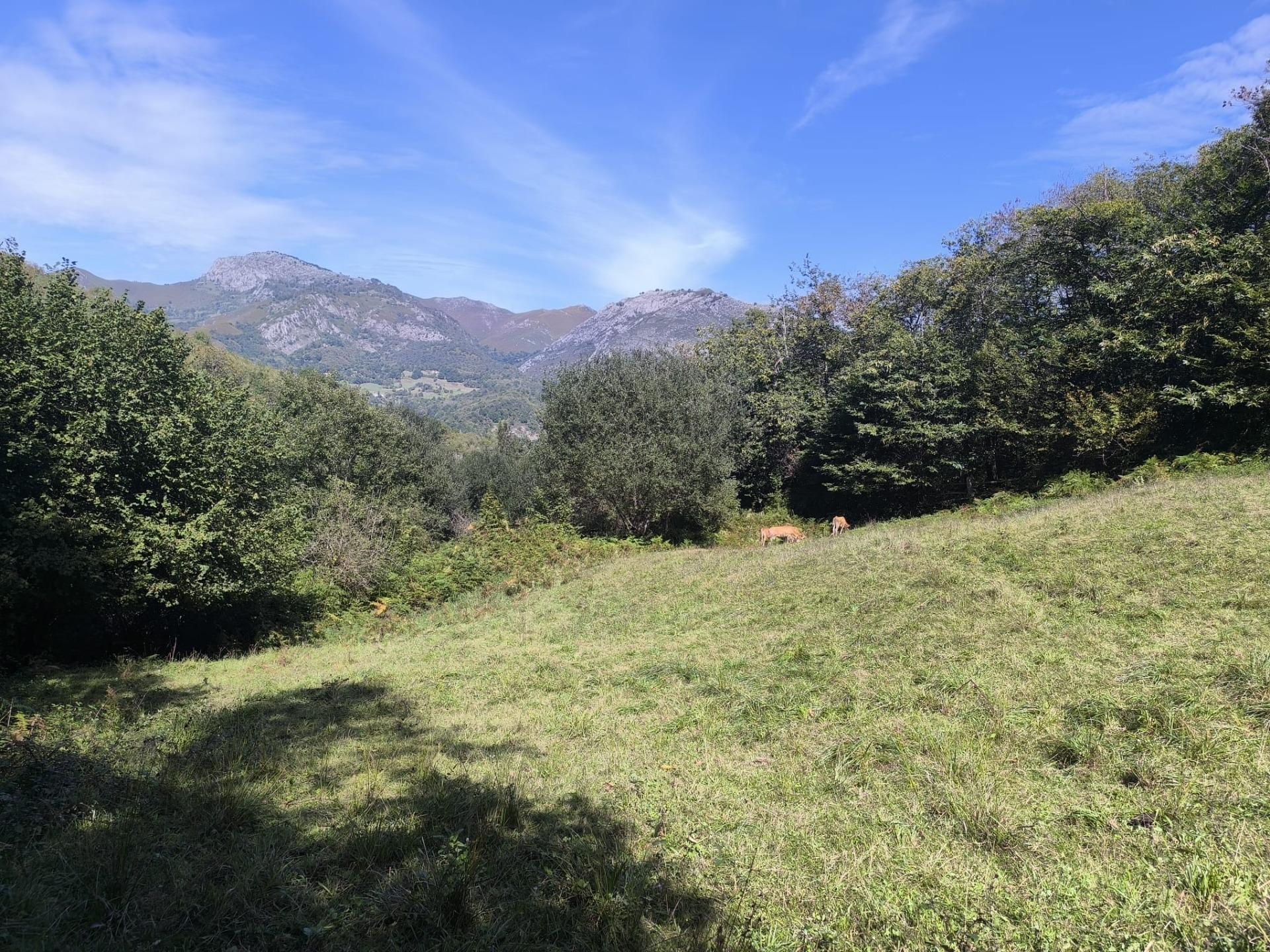 Pisos-Venta-Sobrescobio-2411376-Foto-21