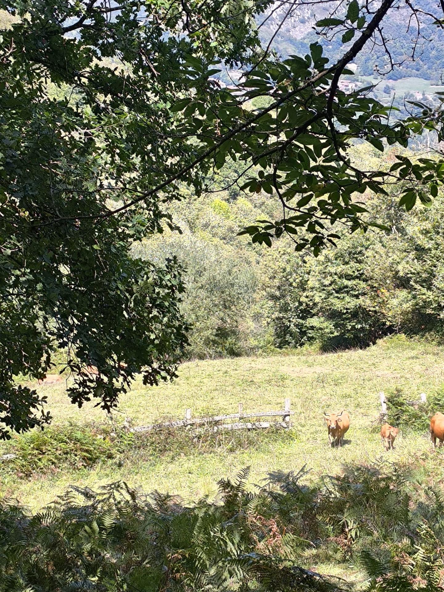 Pisos-Venta-Sobrescobio-2411376-Foto-27