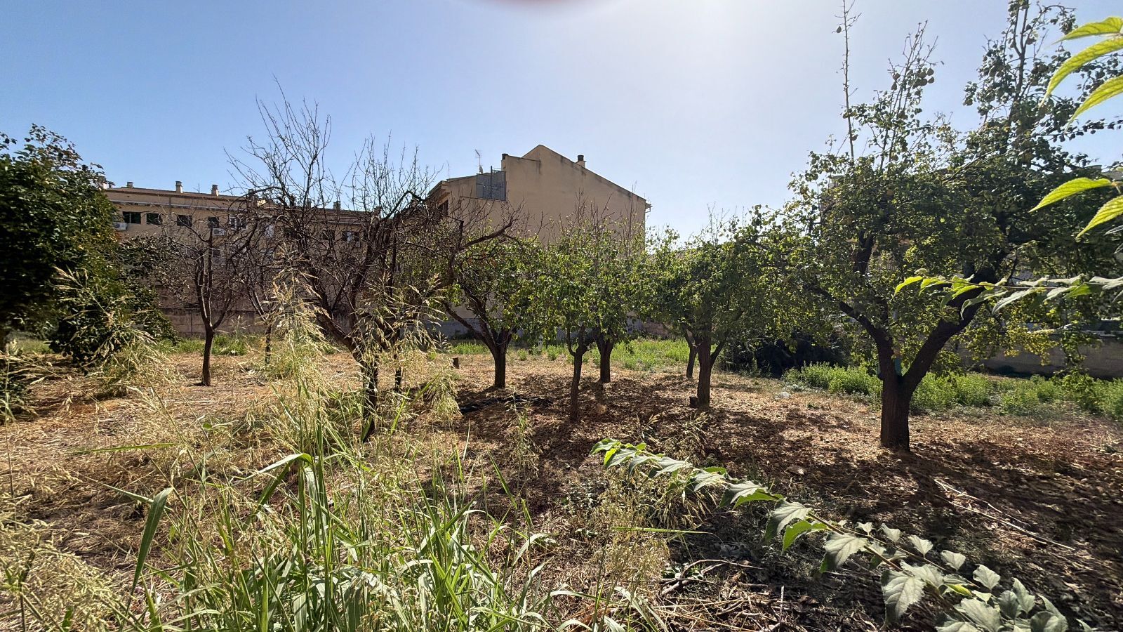 Fincas y solares-Venta-Lloseta-2415089-Foto-13