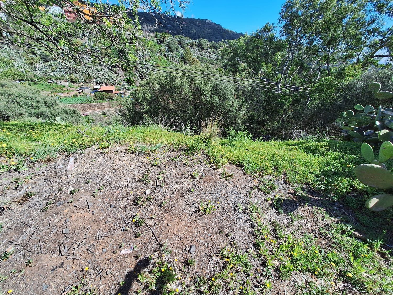 Casas o chalets-Venta-Santa BrÃ­gida-2417635-Foto-3