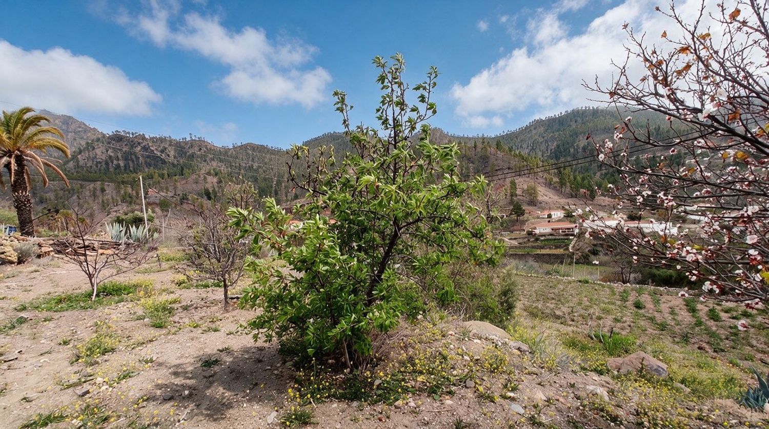 Casas o chalets-Venta-San BartolomÃ© de Tirajana-2417431-Foto-15