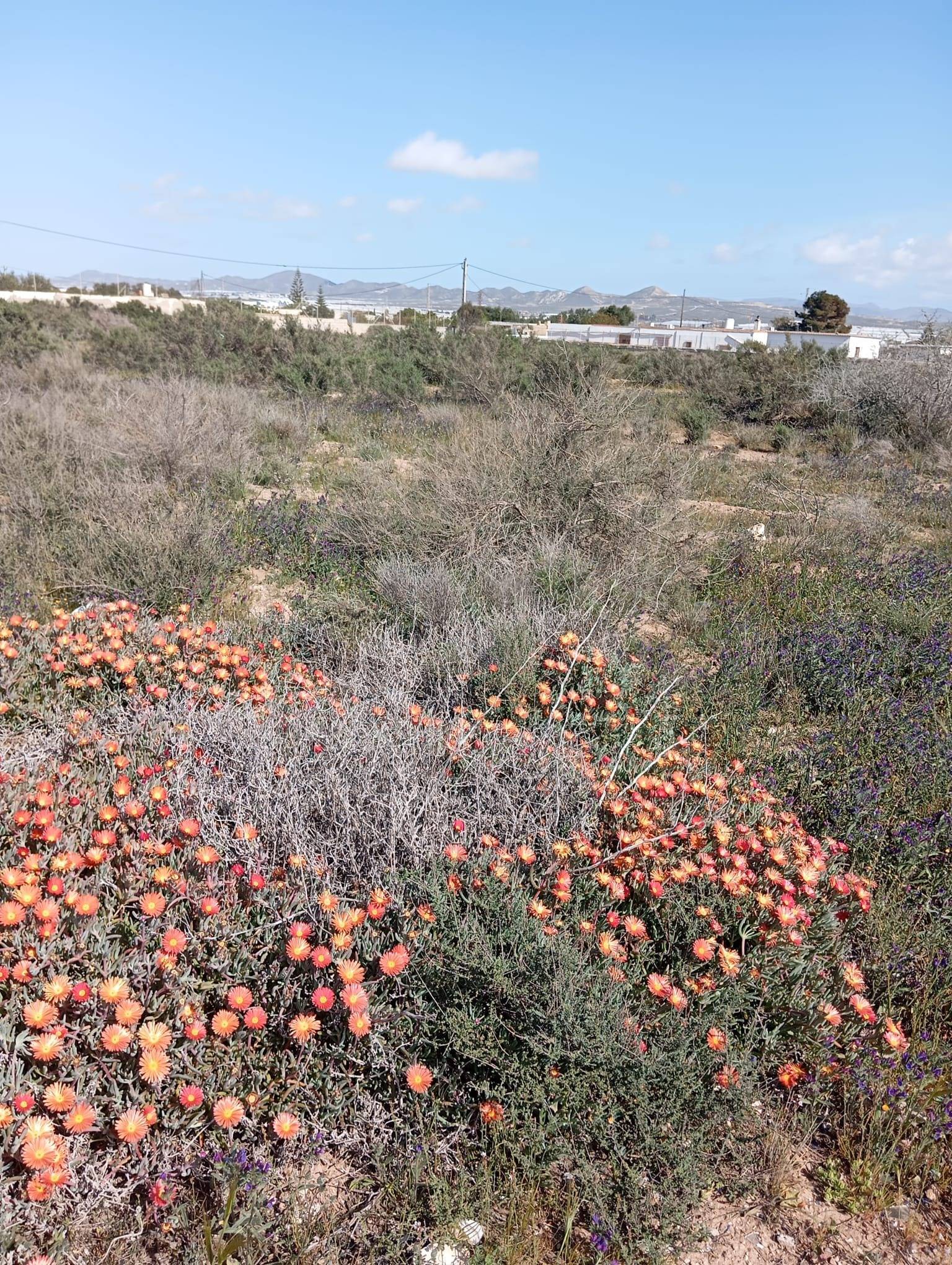 Fincas y solares-Venta-AlmerÃ­a-1744123-Foto-5