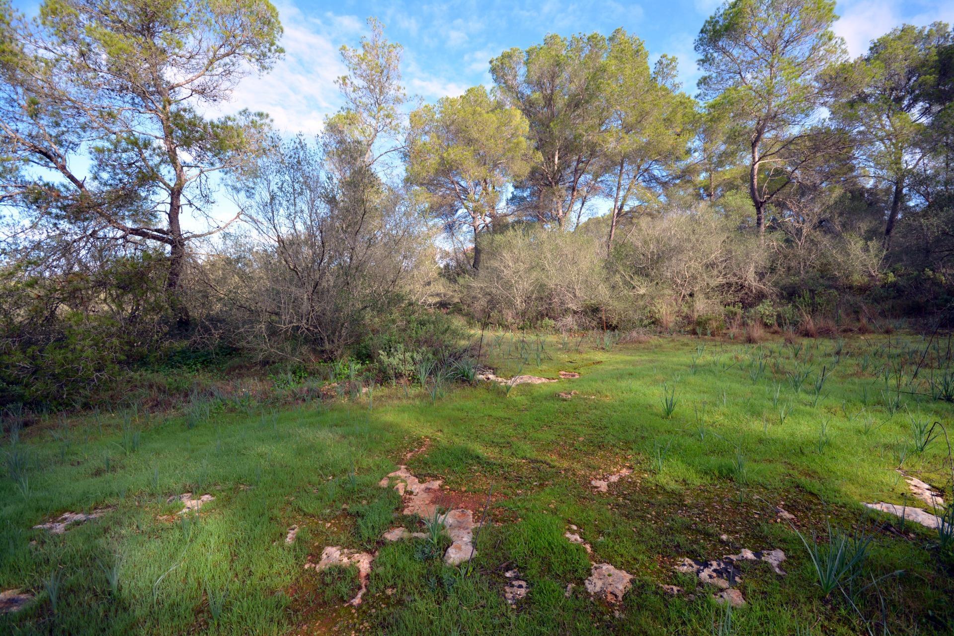 Pisos-Venta-Palma de Mallorca-1993604-Foto-7
