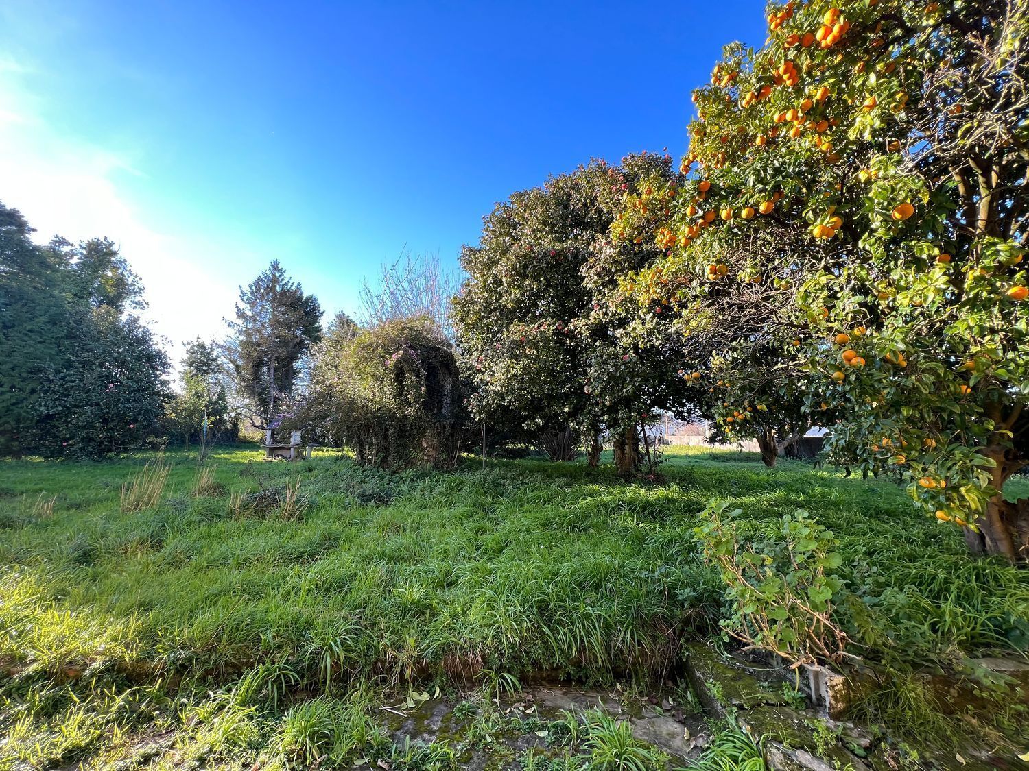 Casas o chalets-Venta-Fene-2418122-Foto-16
