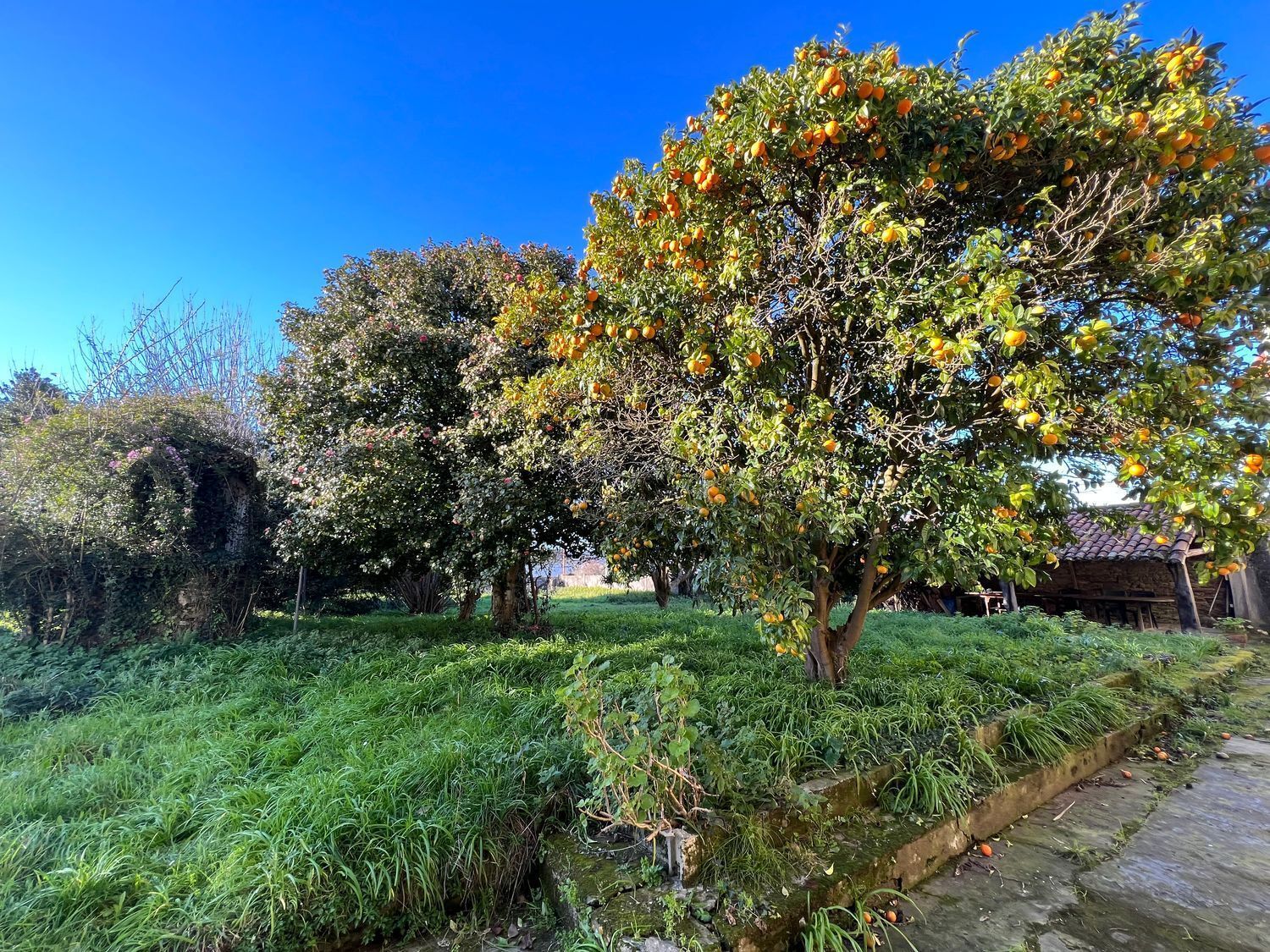 Casas o chalets-Venta-Fene-2418122-Foto-15