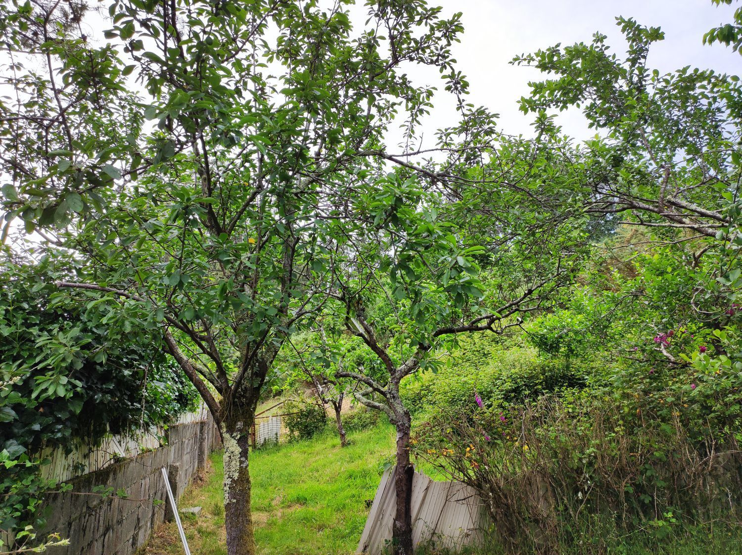 Casas o chalets-Venta-Culleredo-2418035-Foto-20