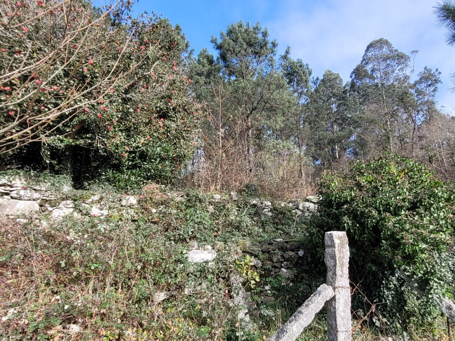 Pisos-Venta-Caldas de Reis-2418002-Foto-27
