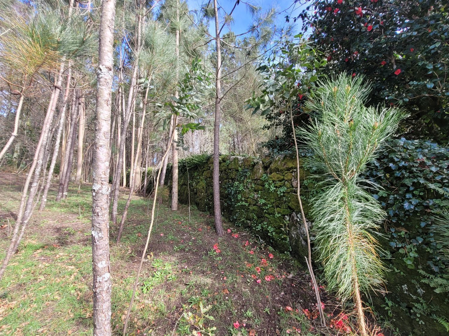 Pisos-Venta-Caldas de Reis-2418002-Foto-28