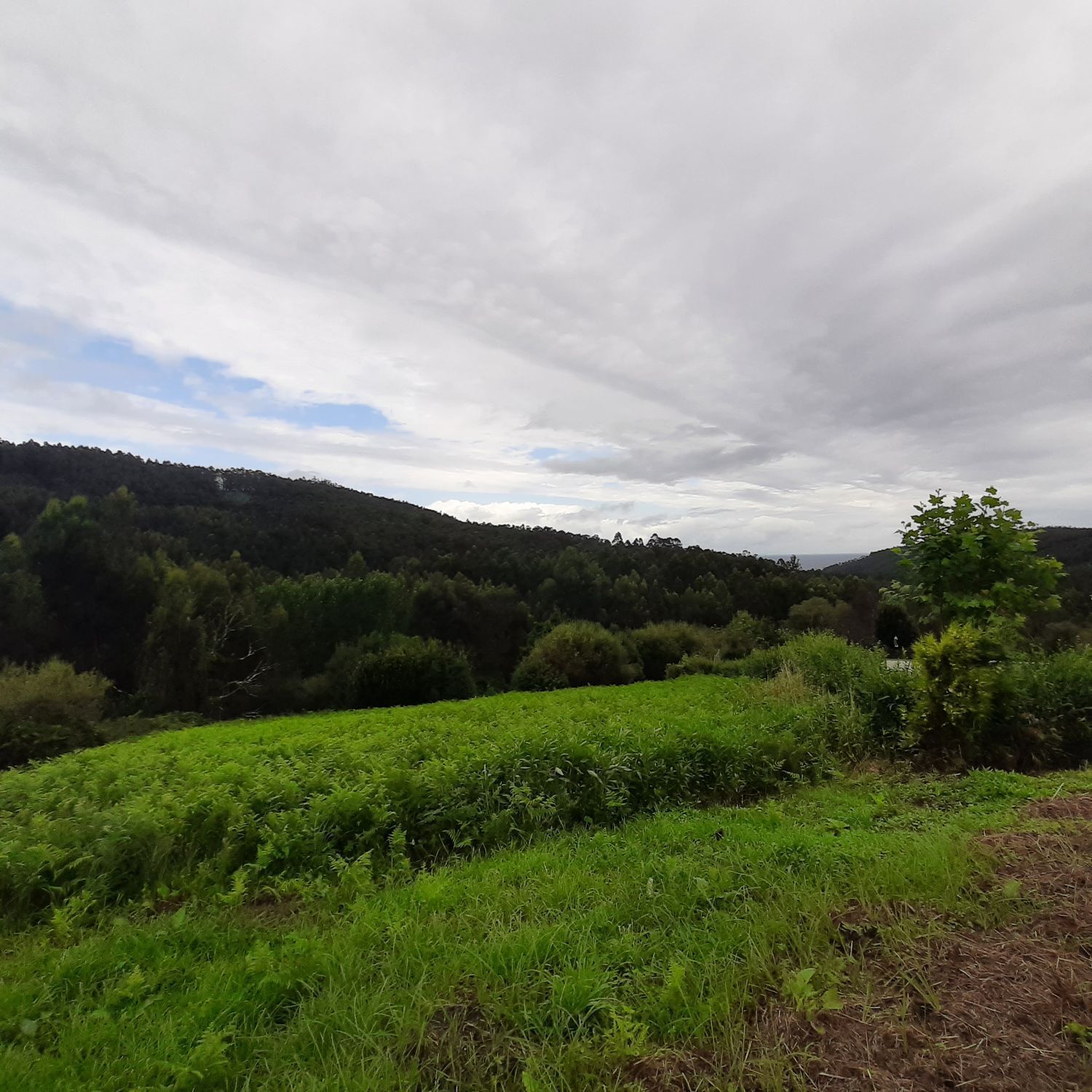 Fincas y solares-Venta-O Vicedo-2418473-Foto-5