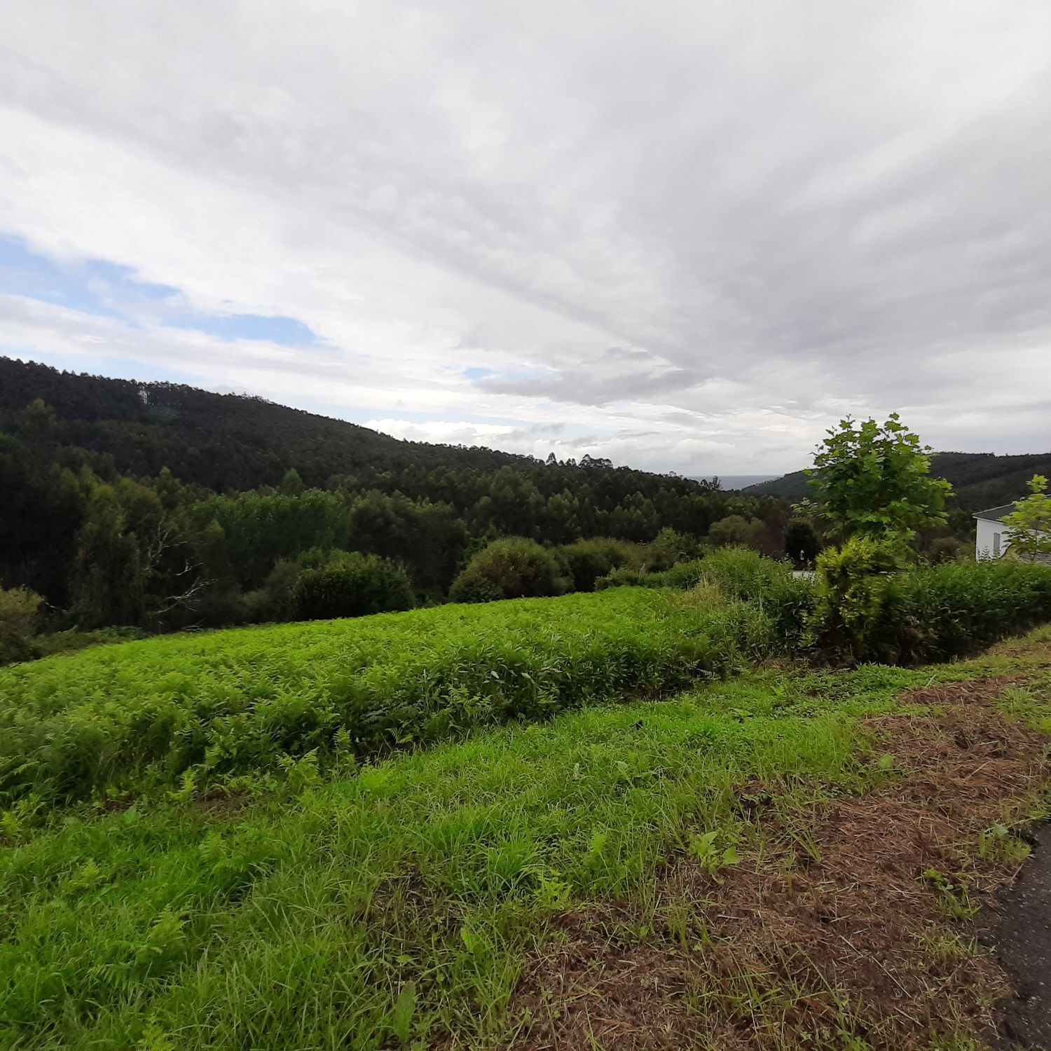 Fincas y solares-Venta-O Vicedo-2418473-Foto-6