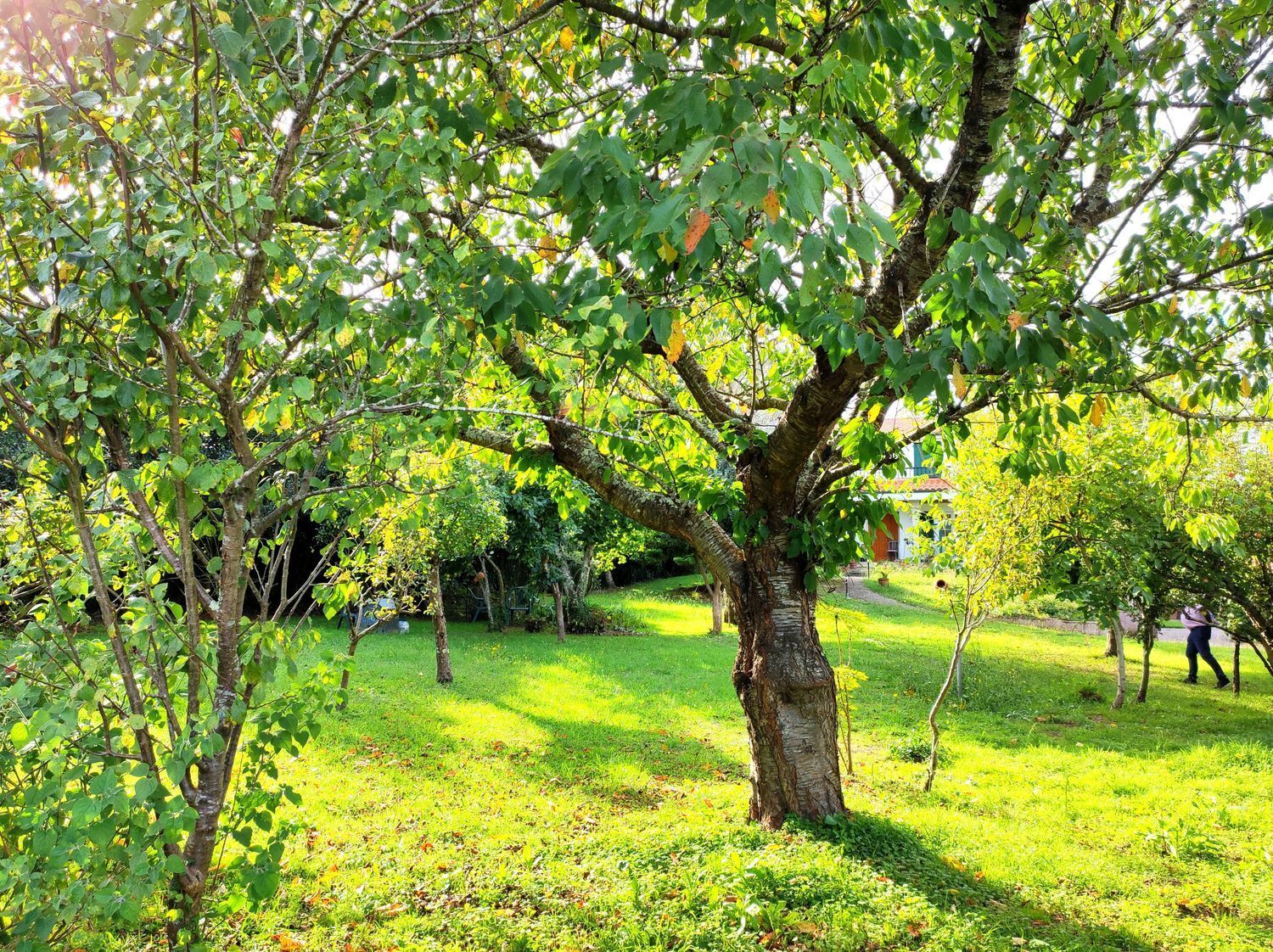 Casas o chalets-Venta-Sada-2418626-Foto-8
