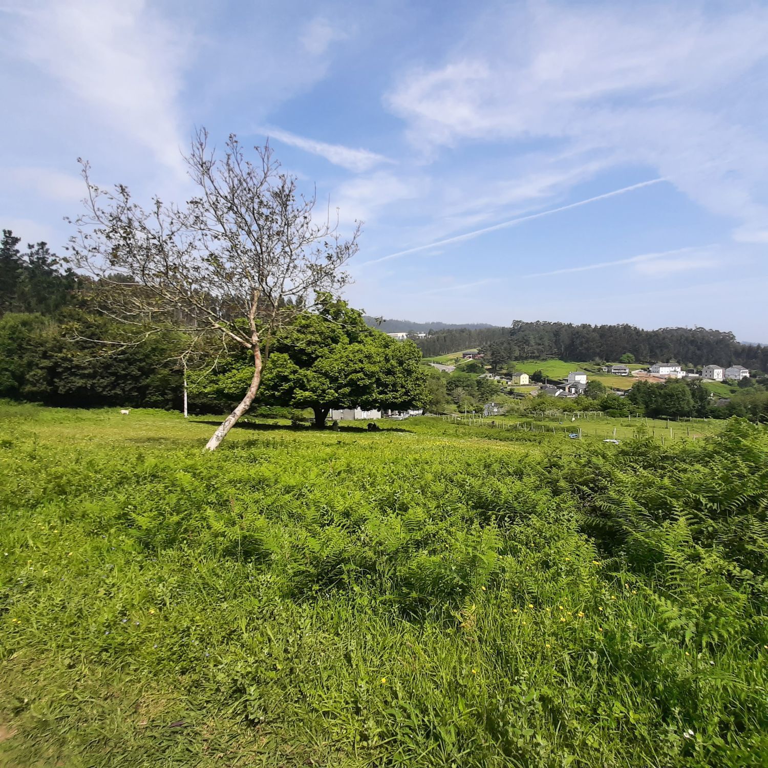 Pisos-Venta-Viveiro-2418671-Foto-17