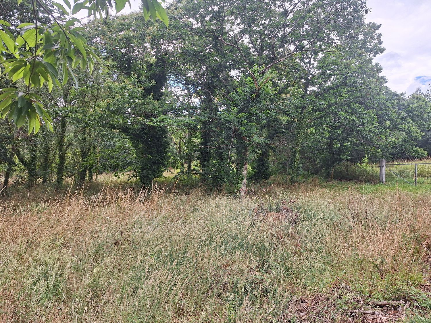 Fincas y solares-Alquiler-Culleredo-2418773-Foto-19