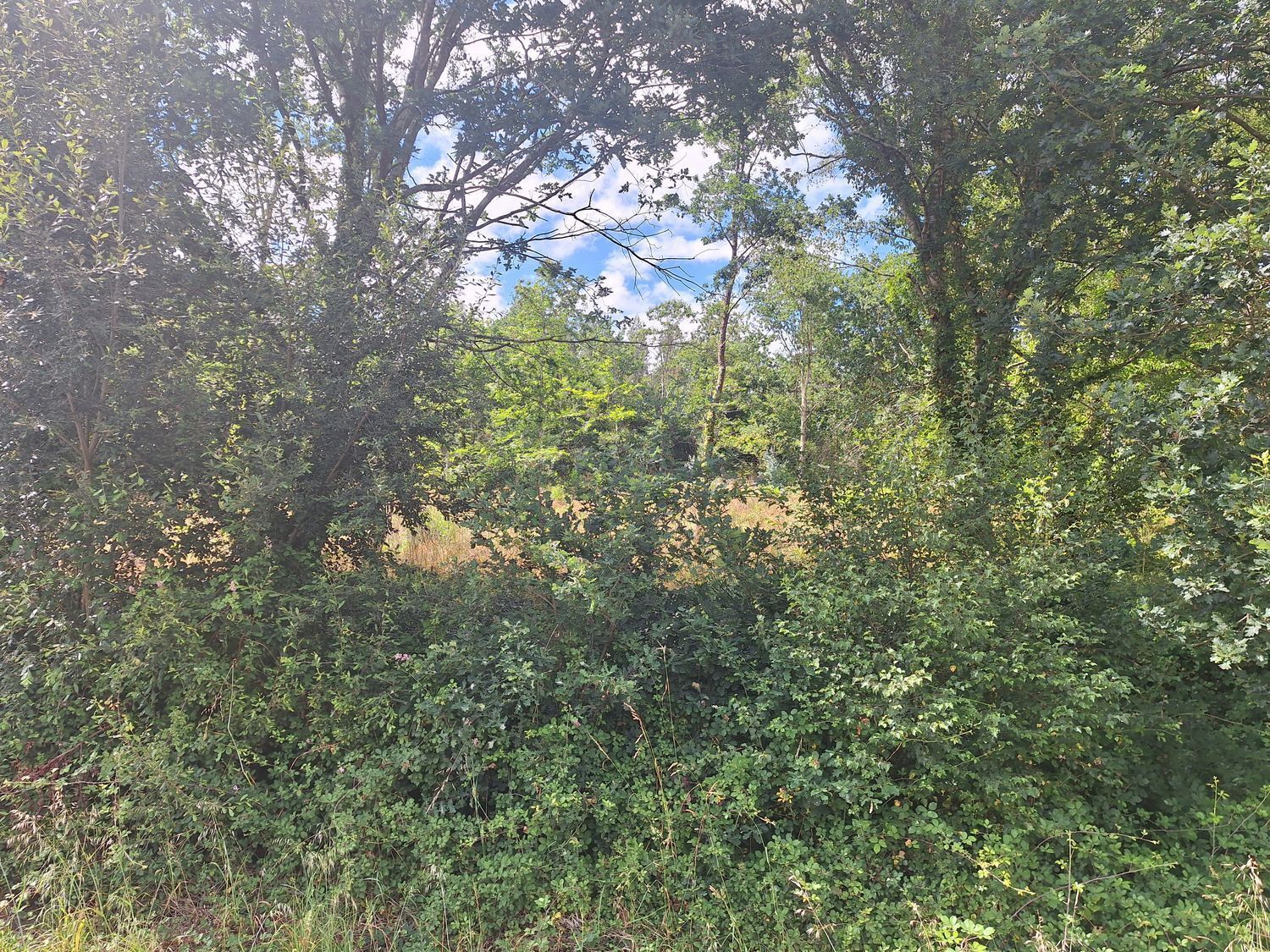 Fincas y solares-Alquiler-Culleredo-2418773-Foto-14