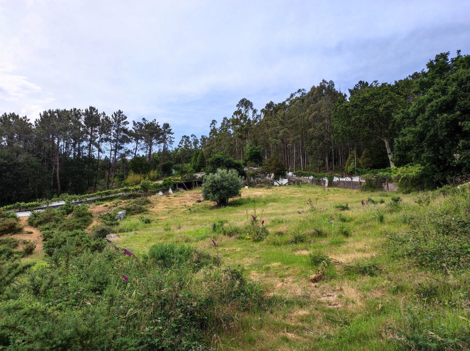 Fincas y solares-Venta-Culleredo-2418845-Foto-3