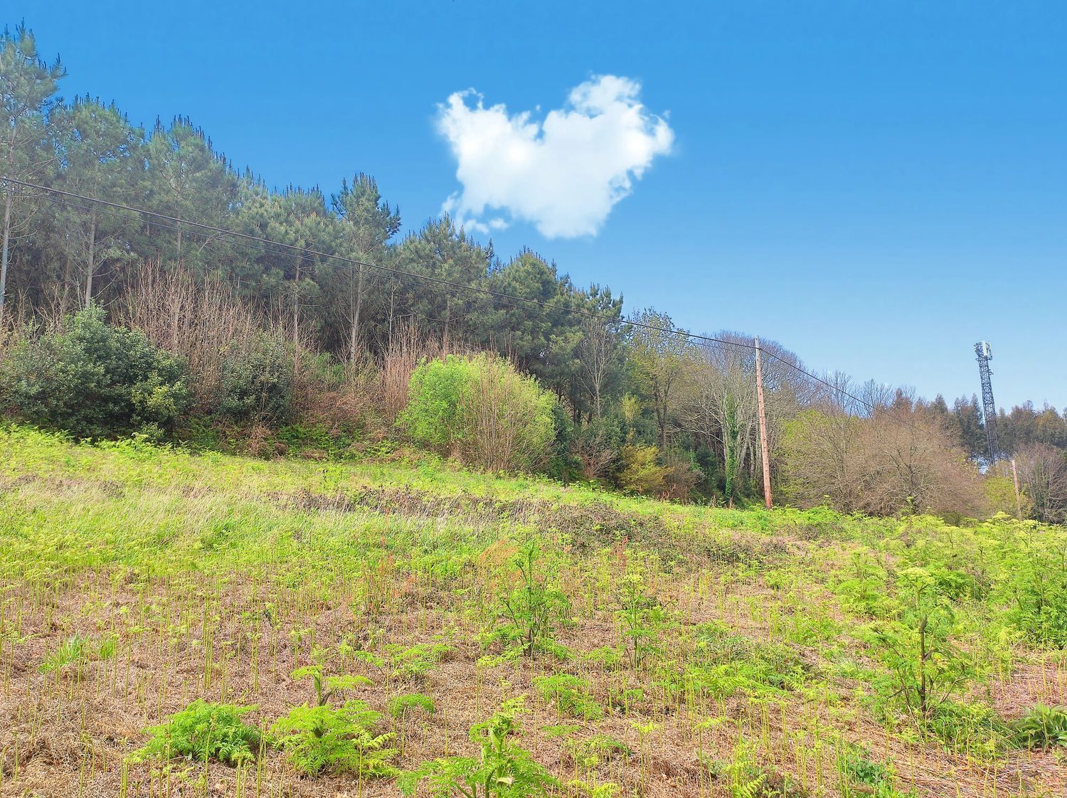 Fincas y solares-Venta-Carral-2418923-Foto-2