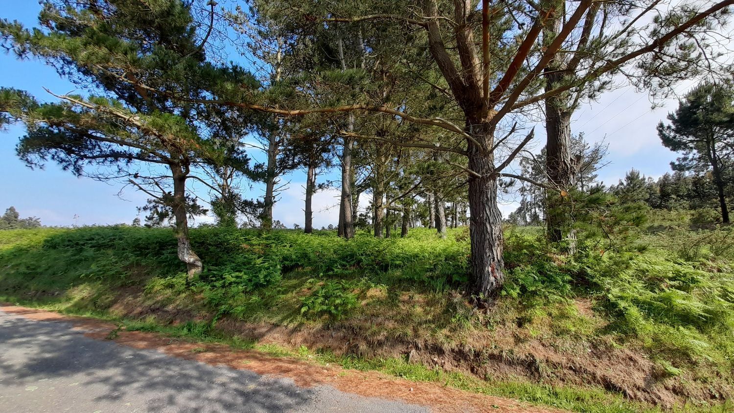 Fincas y solares-Venta-A Laracha-2418992-Foto-15