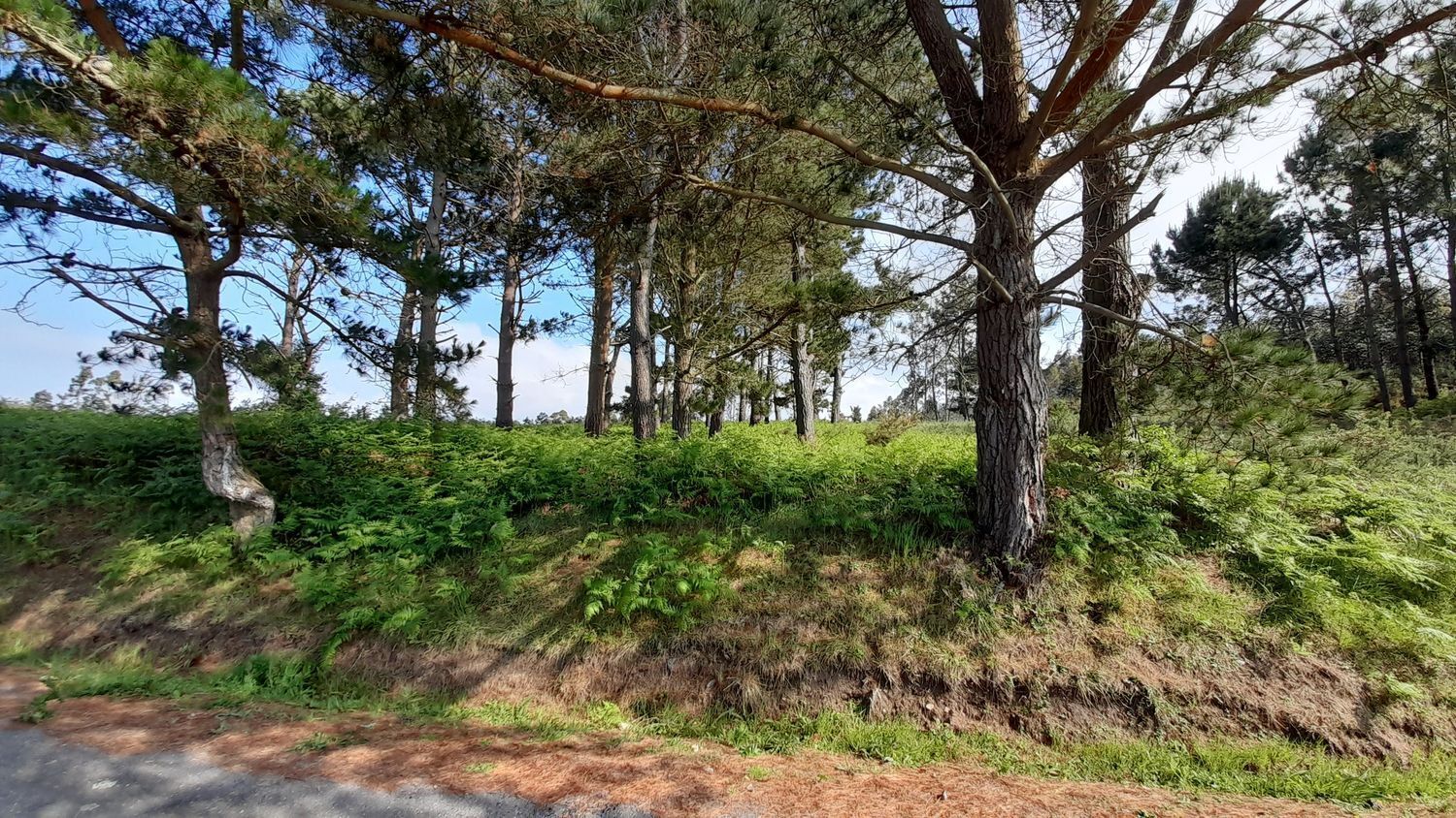 Fincas y solares-Venta-A Laracha-2418992-Foto-20