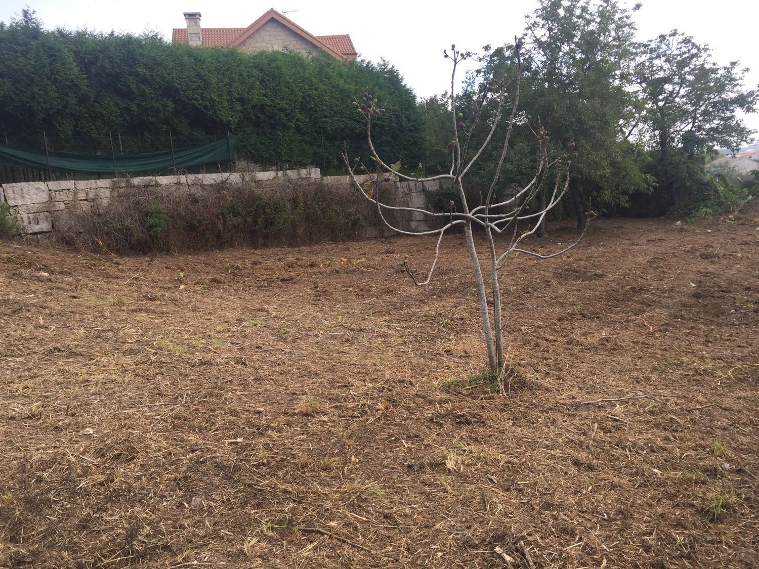 Fincas y solares-Venta-Ribeira-2419010-Foto-2