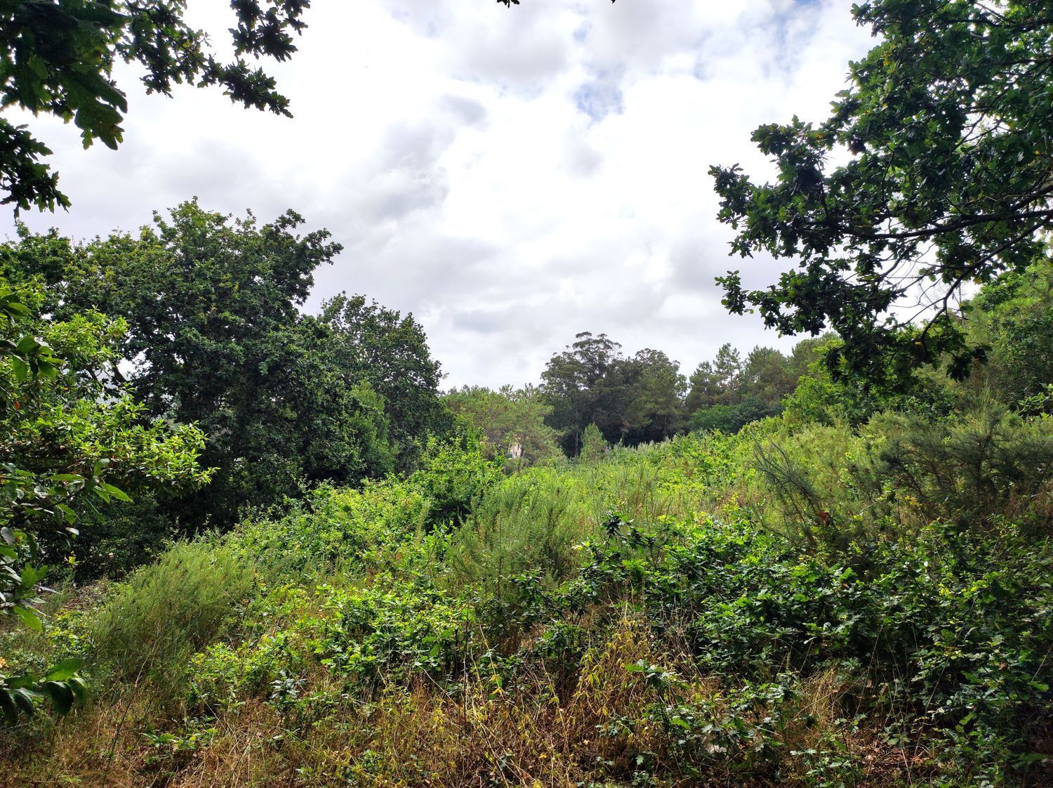 Fincas y solares-Venta-Culleredo-2419103-Foto-4