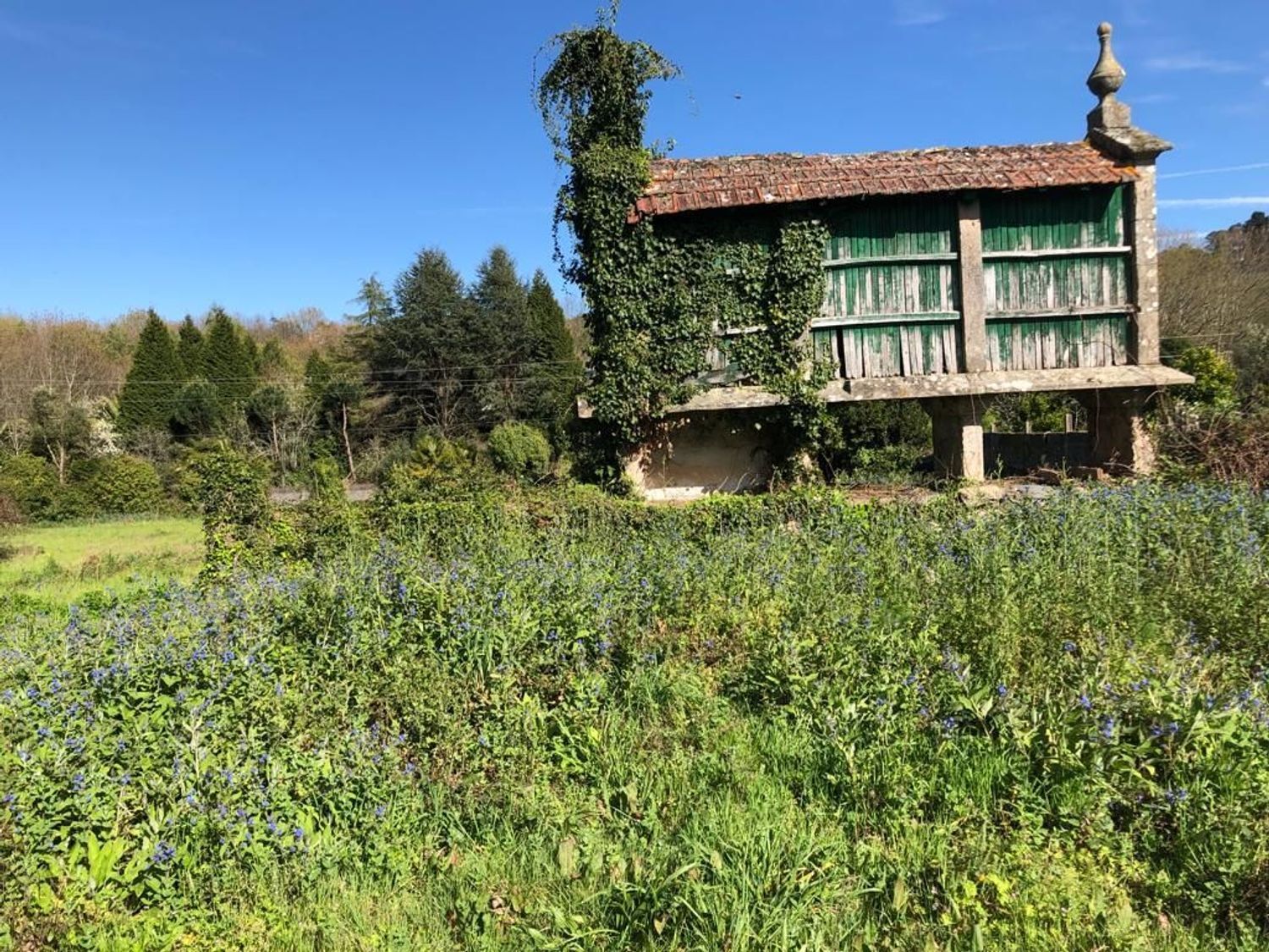 Fincas y solares-Venta-Santiago de Compostela-2419154-Foto-3