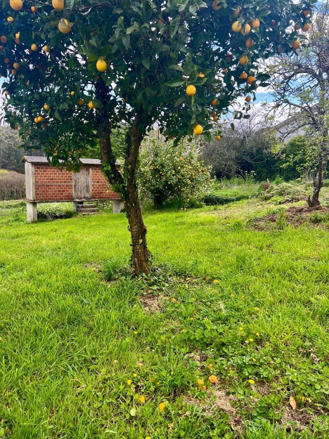Casas o chalets-Venta-Abegondo-2419388-Foto-31