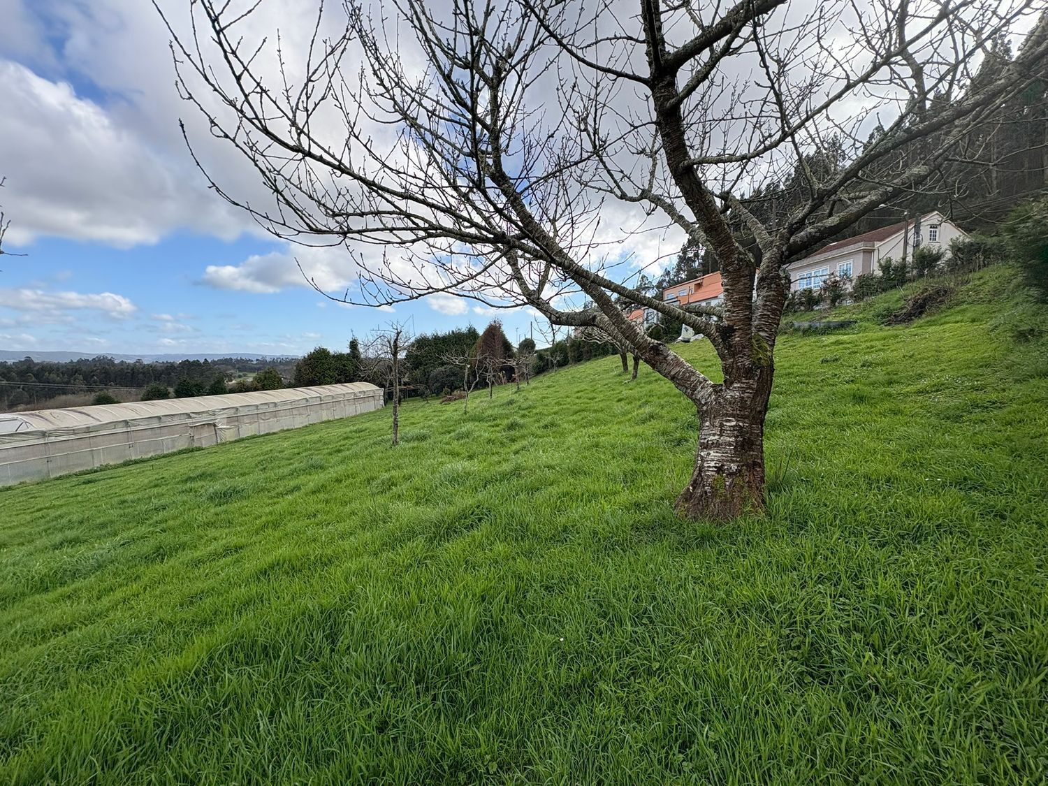 Fincas y solares-Venta-Ferrol-2419403-Foto-6
