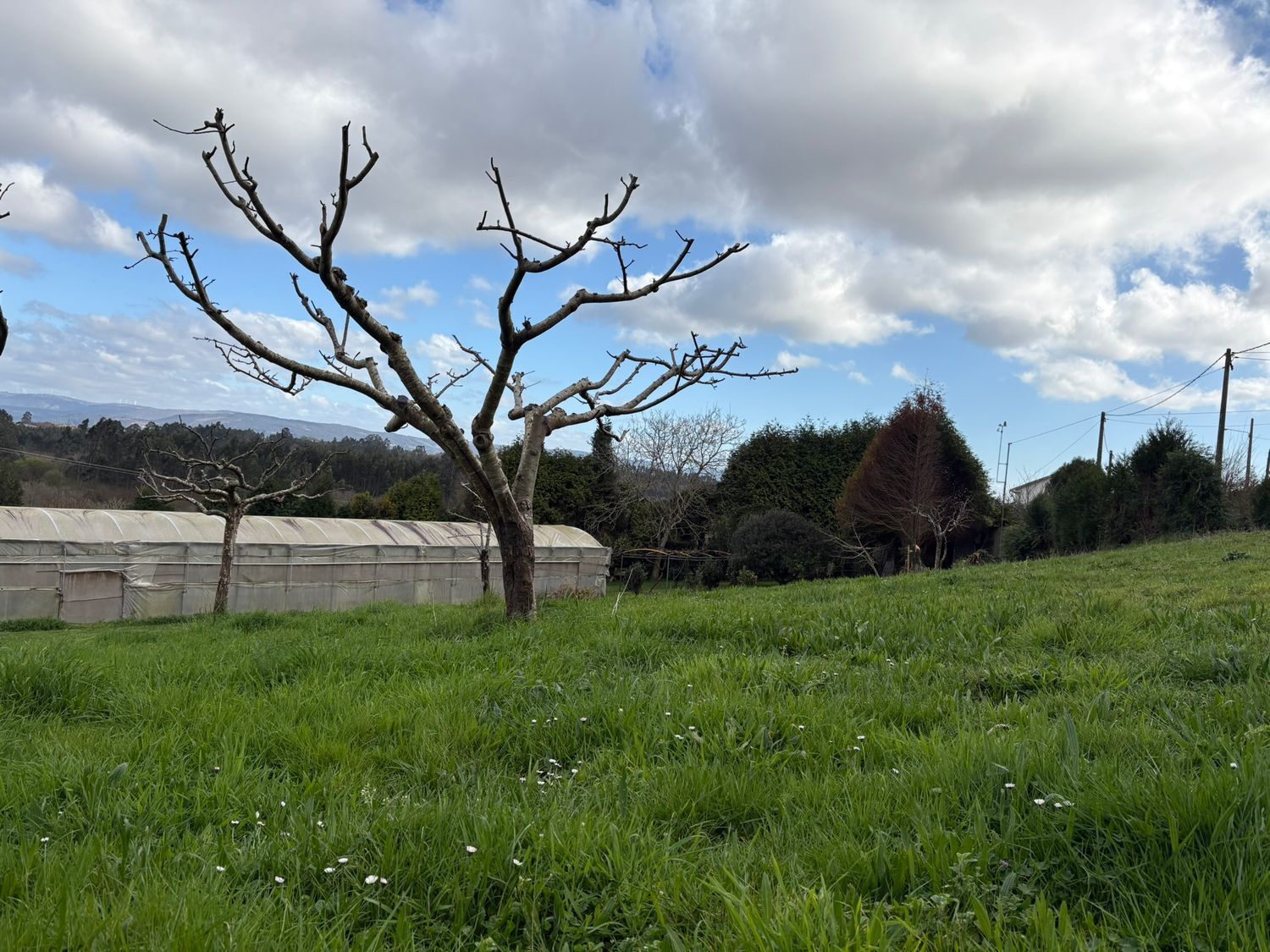 Fincas y solares-Venta-Ferrol-2419403-Foto-8
