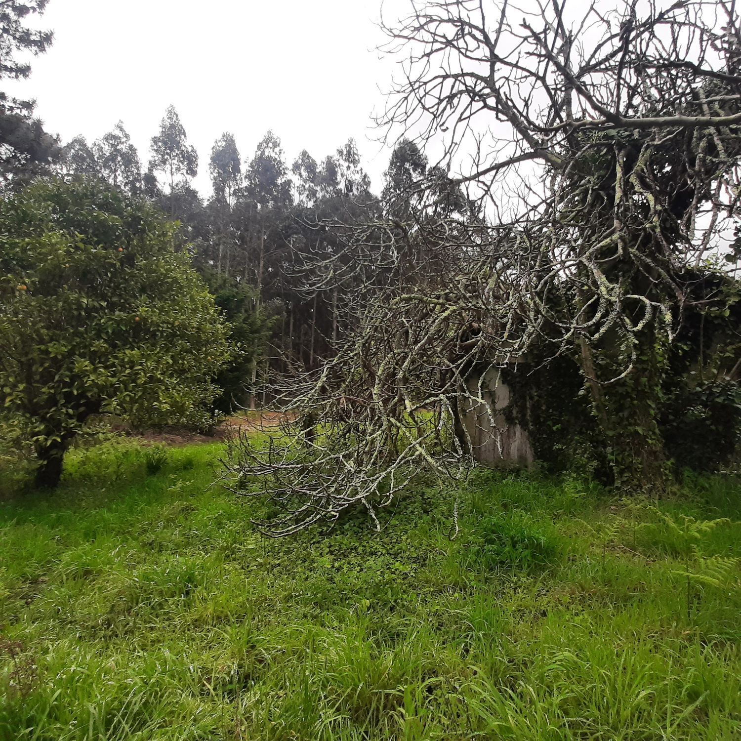 Pisos-Venta-Ortigueira-2419451-Foto-32