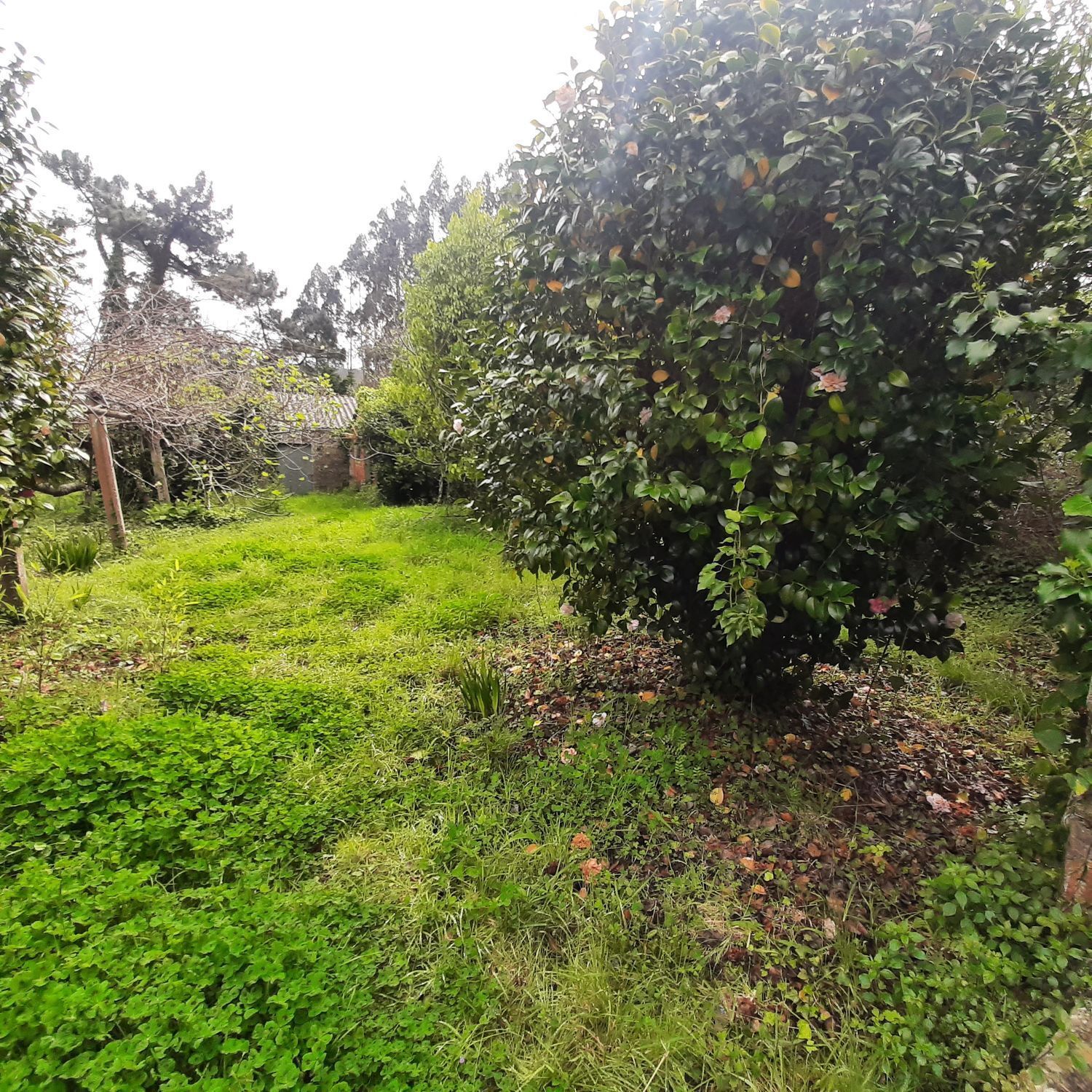 Pisos-Venta-Ortigueira-2419451-Foto-37