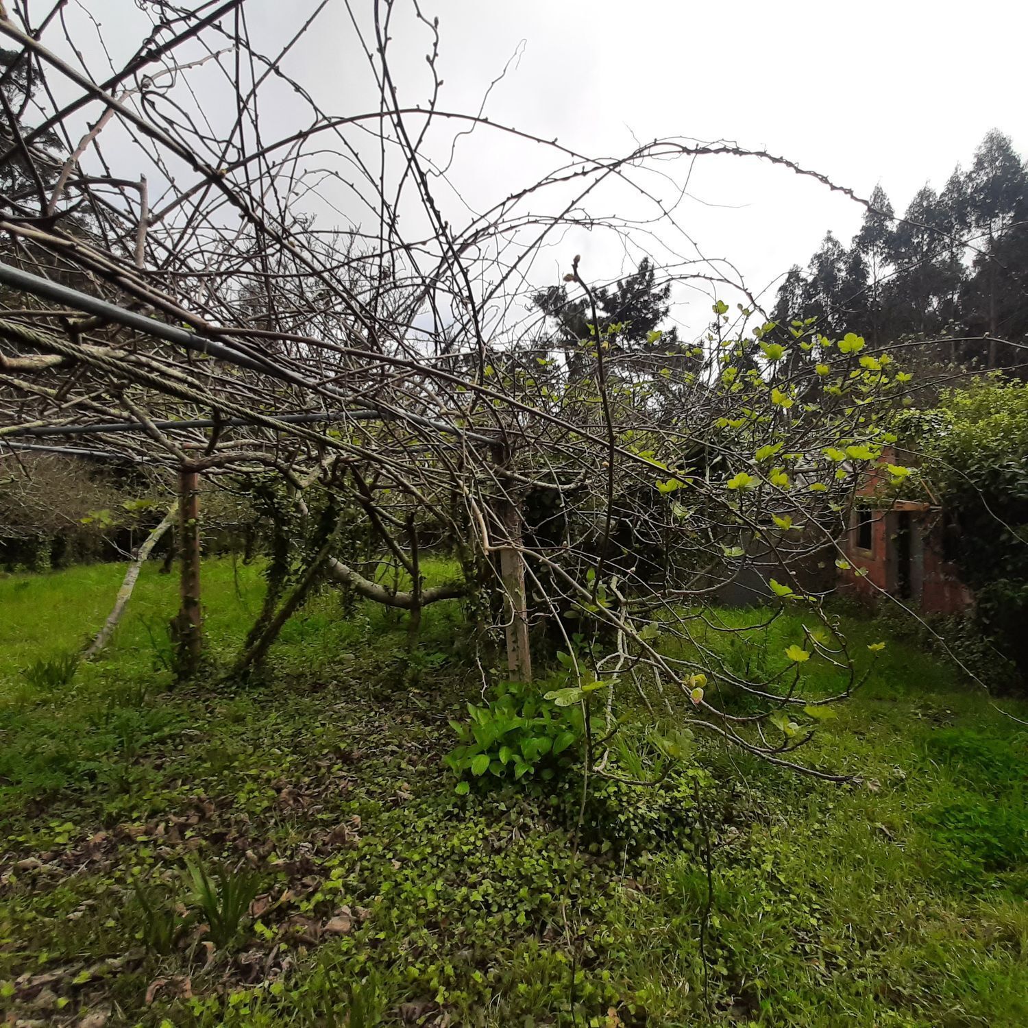 Pisos-Venta-Ortigueira-2419451-Foto-36