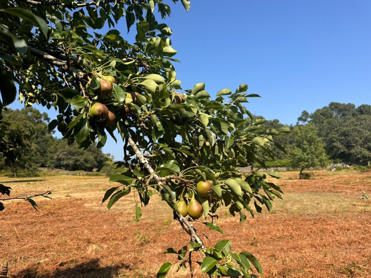 Pisos-Venta-VilagarcÃ­a de Arousa-2420000-Foto-20