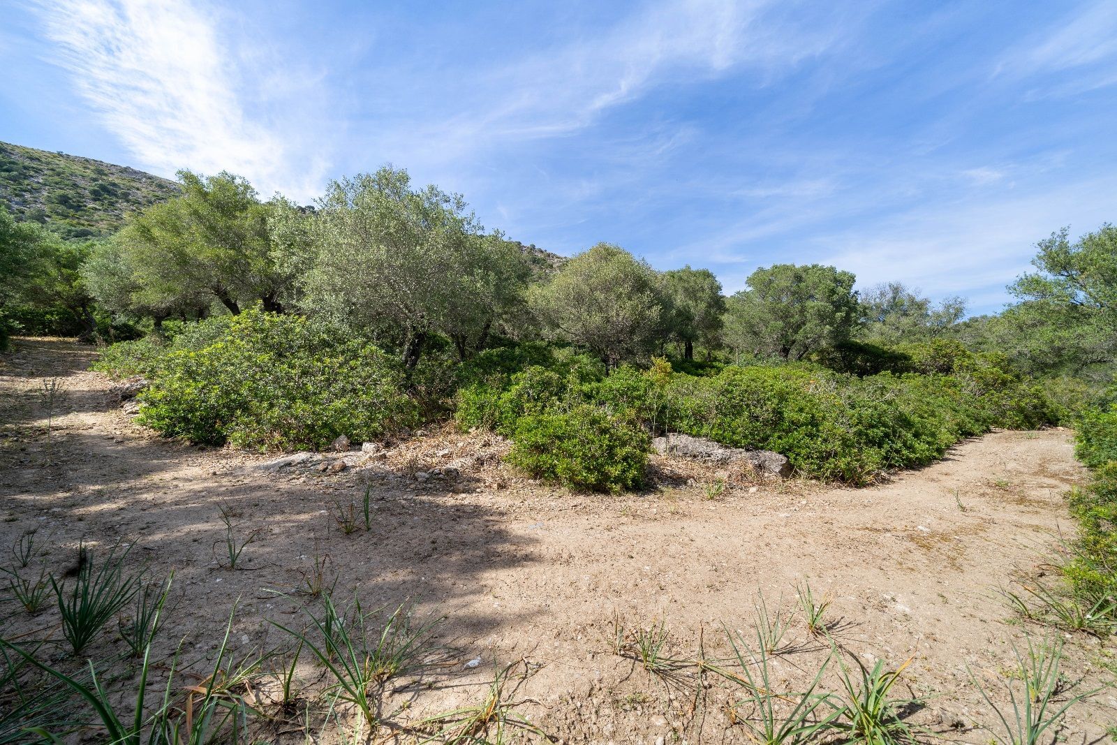 Fincas y solares-Venta-AlcÃºdia-952725-Foto-4