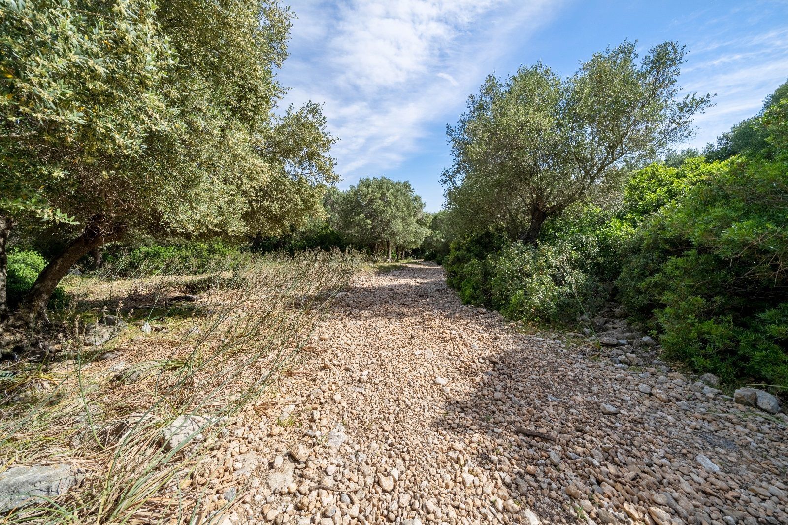 Fincas y solares-Venta-AlcÃºdia-952725-Foto-5