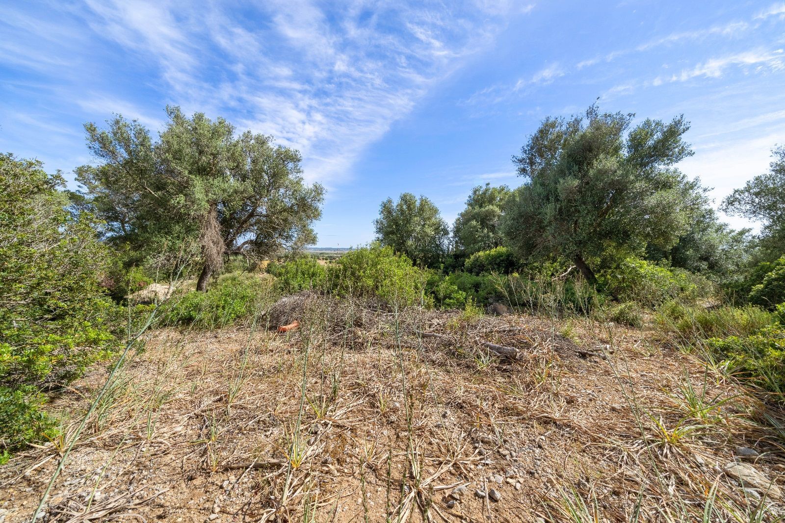 Fincas y solares-Venta-AlcÃºdia-952725-Foto-7