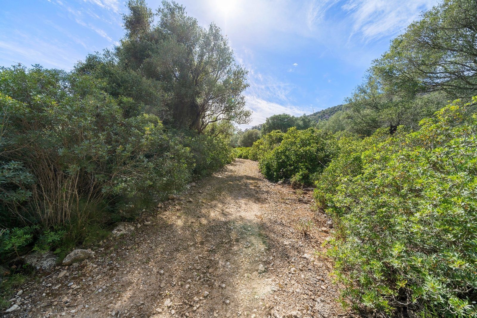 Fincas y solares-Venta-AlcÃºdia-952725-Foto-6