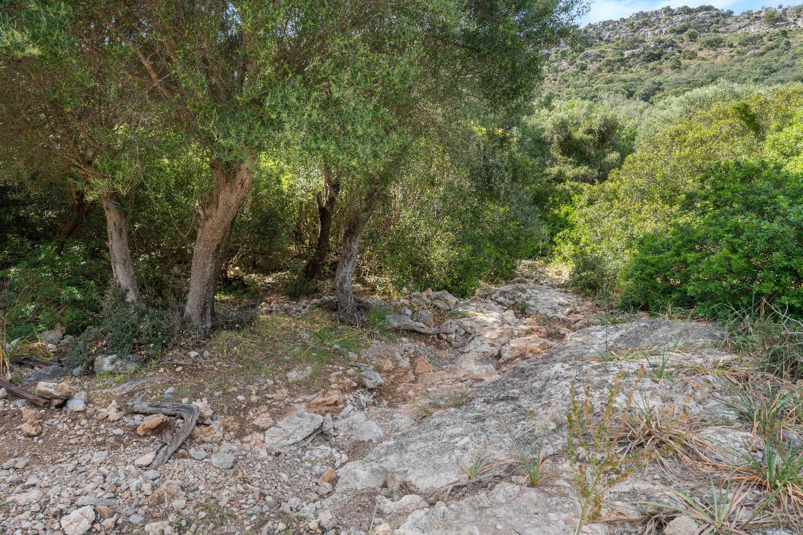Fincas y solares-Venta-AlcÃºdia-952725-Foto-9