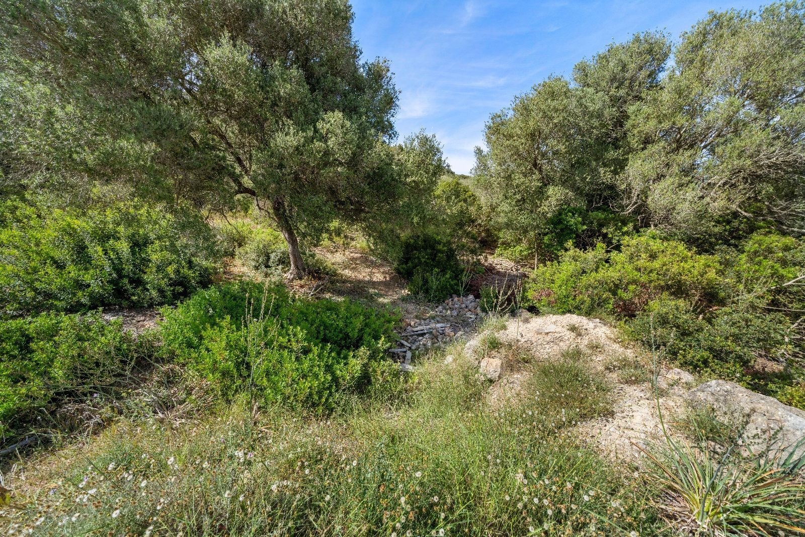 Fincas y solares-Venta-AlcÃºdia-952725-Foto-10