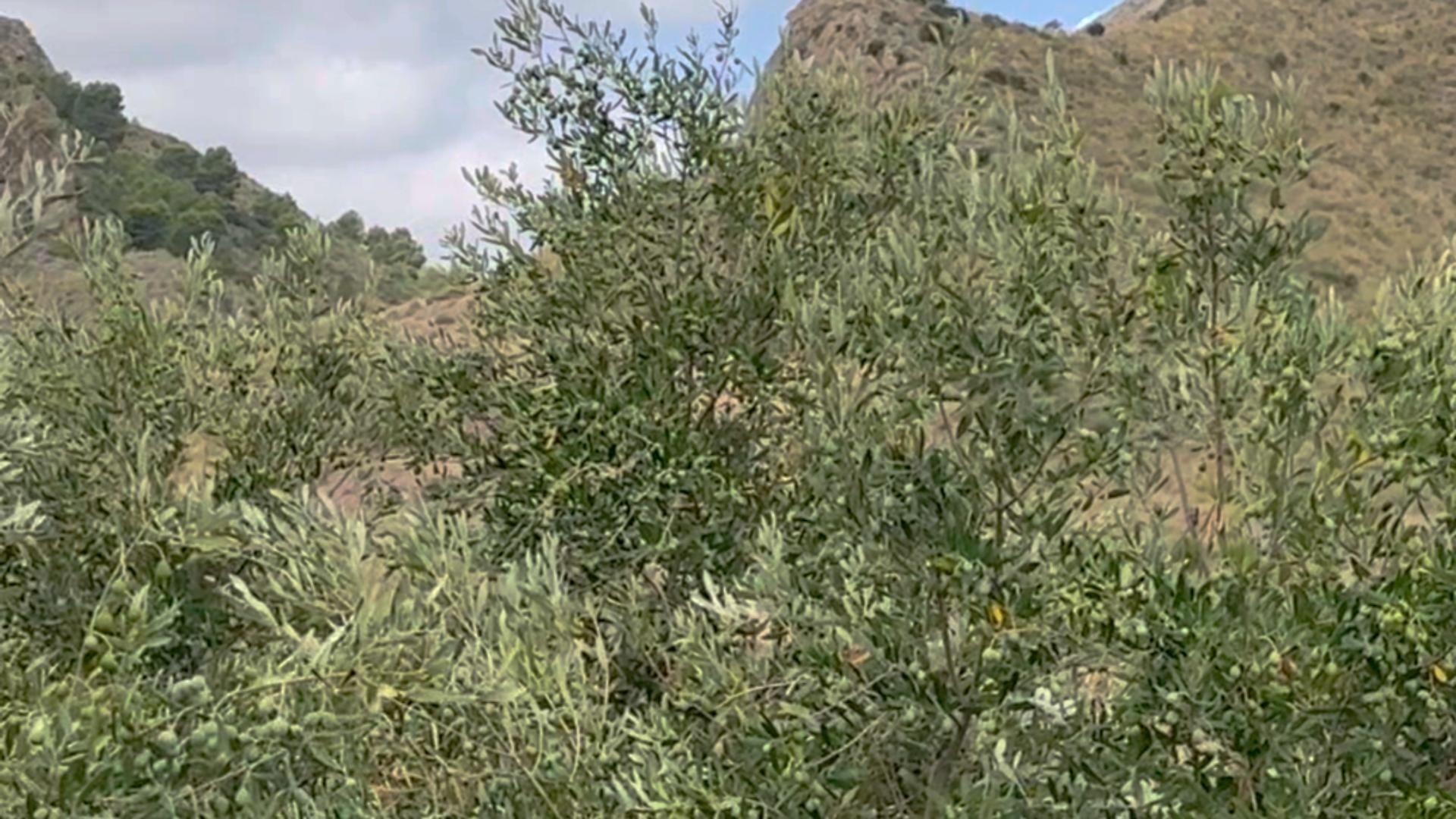 Pisos-Alquiler-Lorca-2107155-Foto-15