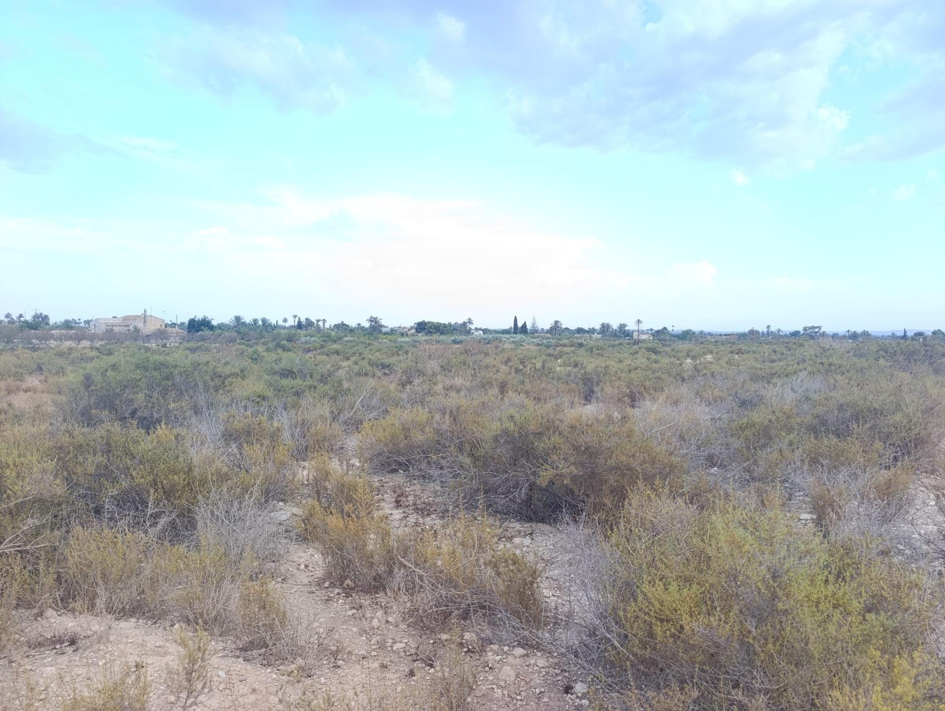 Fincas y solares-Alquiler-Elche-2420762-Foto-8