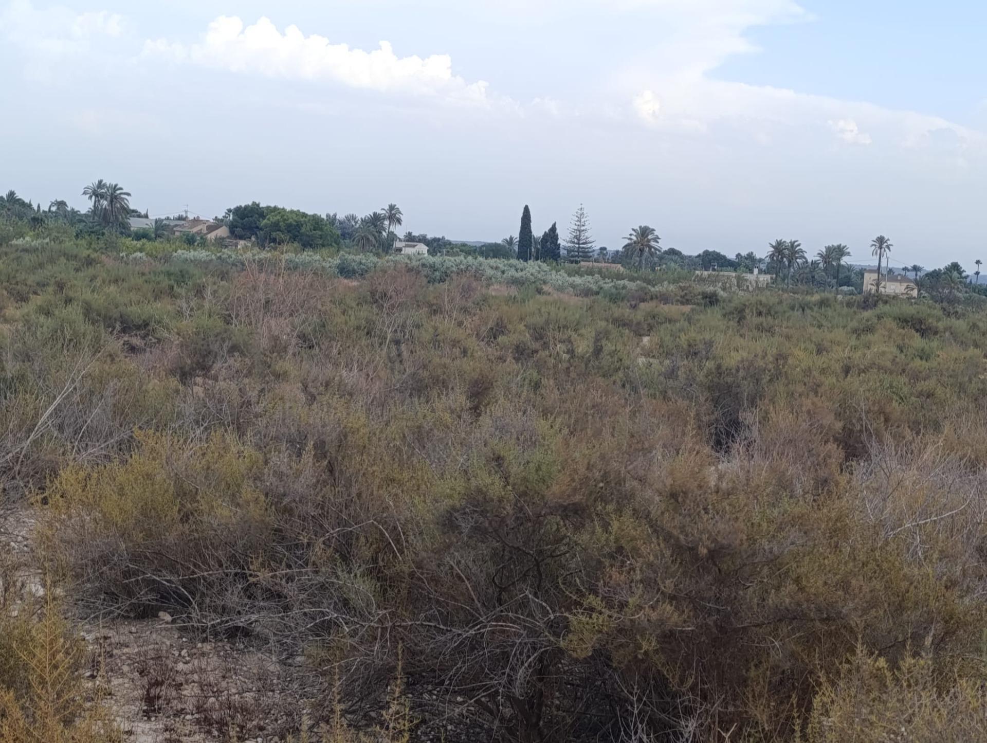 Fincas y solares-Alquiler-Elche-2420762-Foto-10