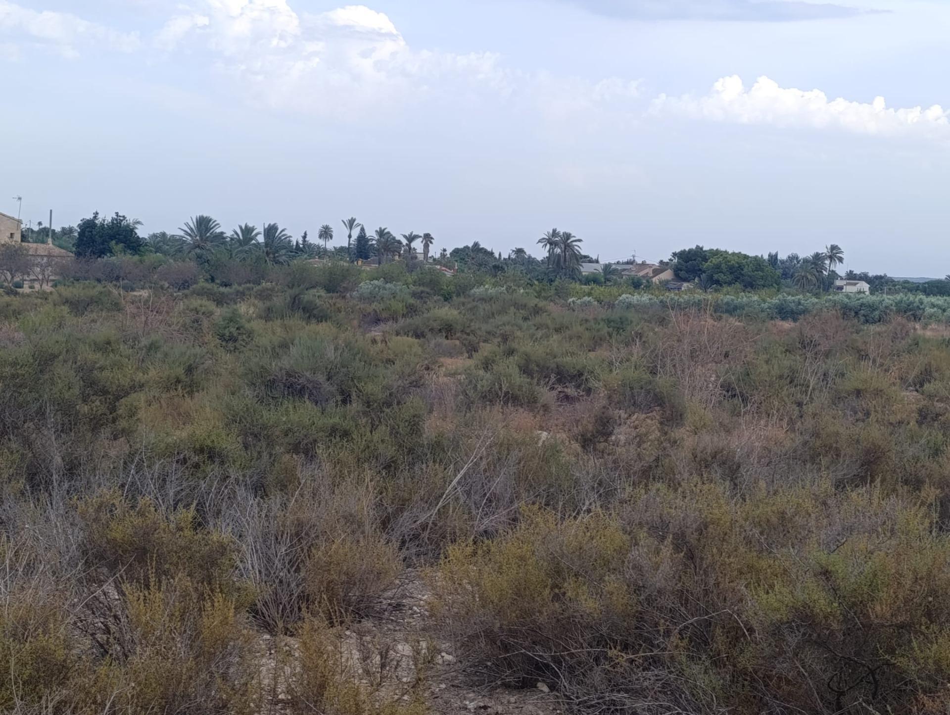 Fincas y solares-Alquiler-Elche-2420762-Foto-14