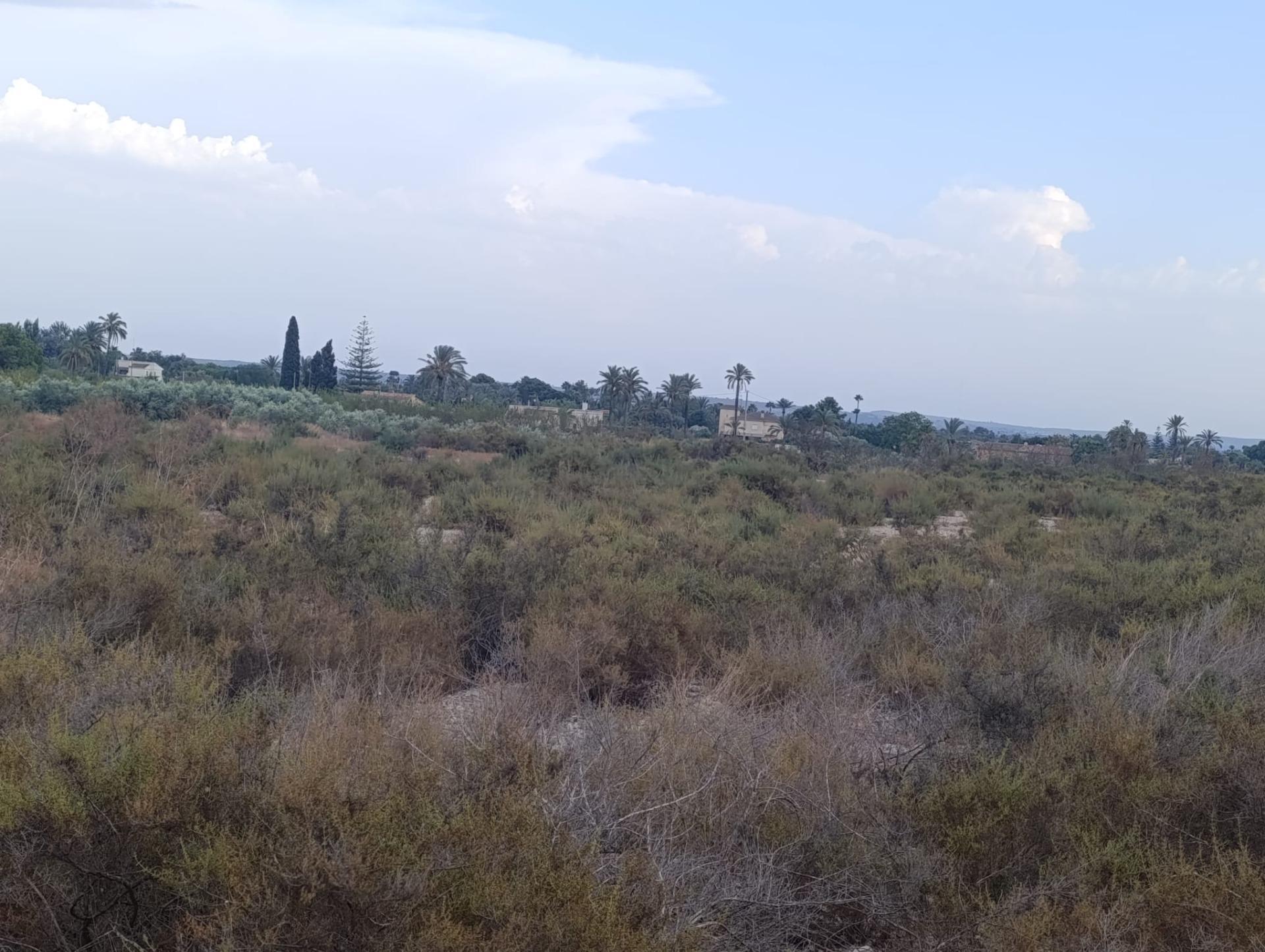 Fincas y solares-Alquiler-Elche-2420762-Foto-15