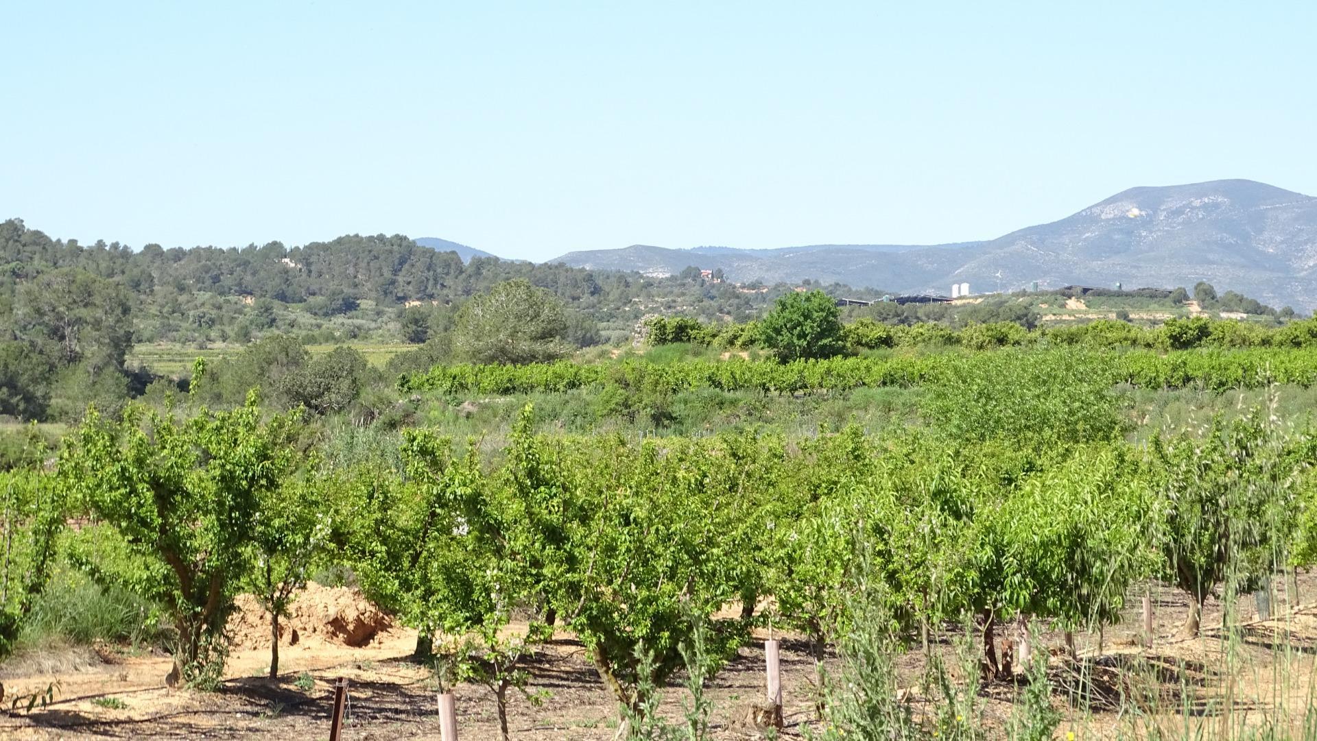 Fincas y solares-Venta-Vilamarxant-2087533