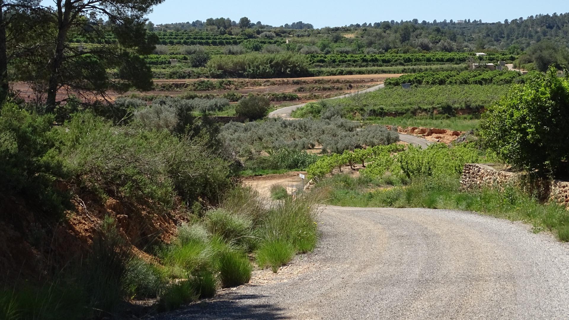 Fincas y solares-Venta-Vilamarxant-2087533-Foto-26