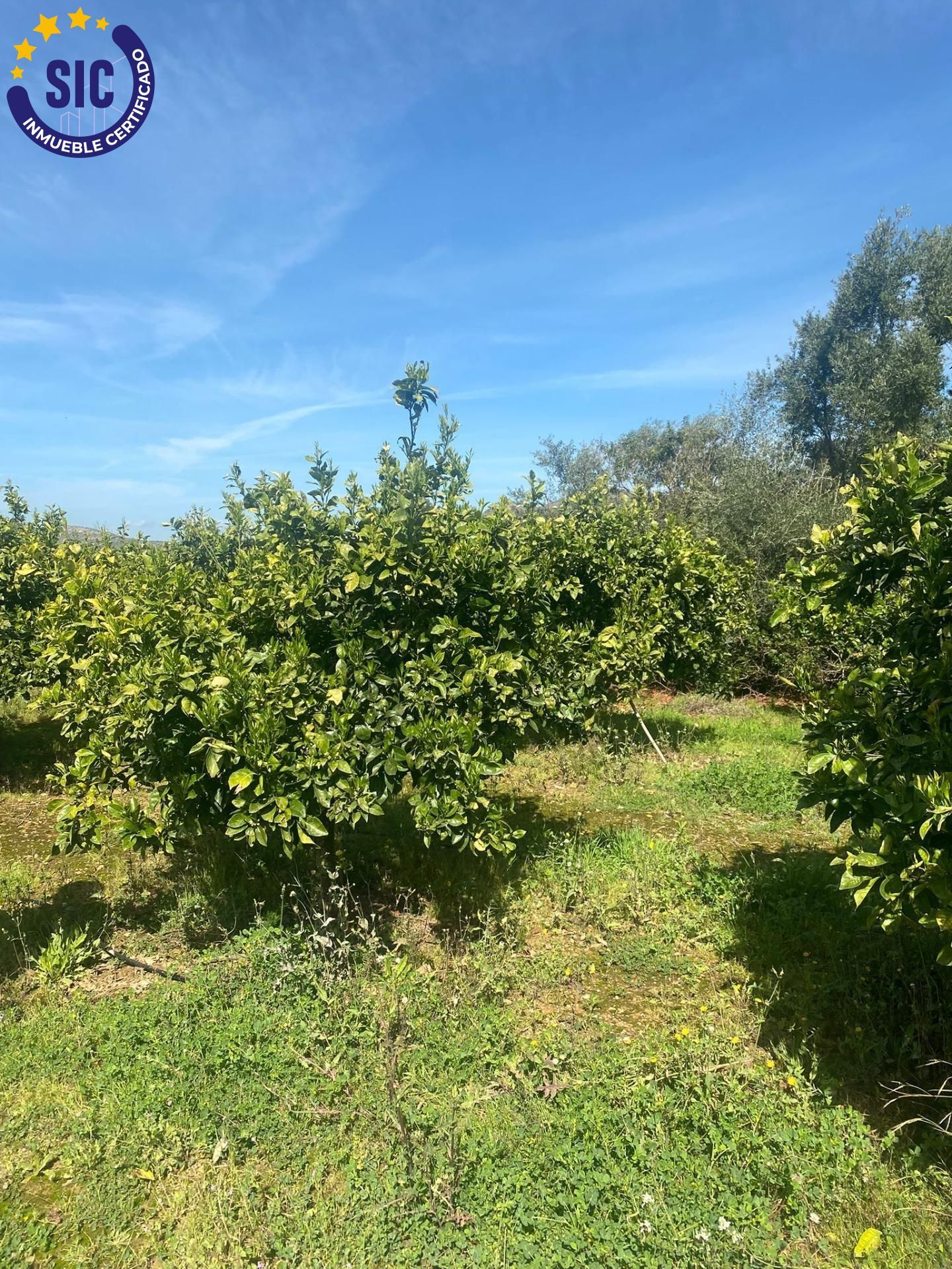 Fincas y solares-Venta-Quatretonda-2422575-Foto-12