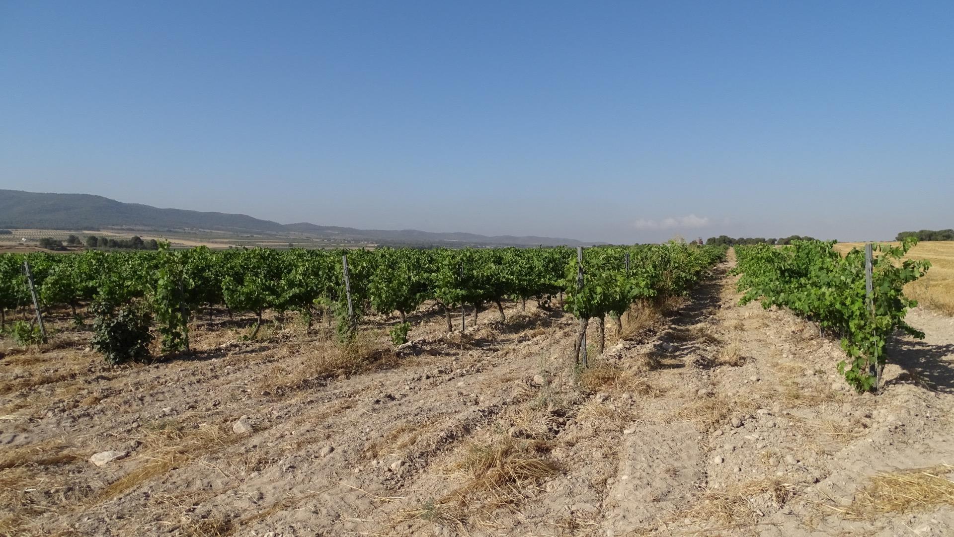 Fincas y solares-Venta-Villena-1975499-Foto-3