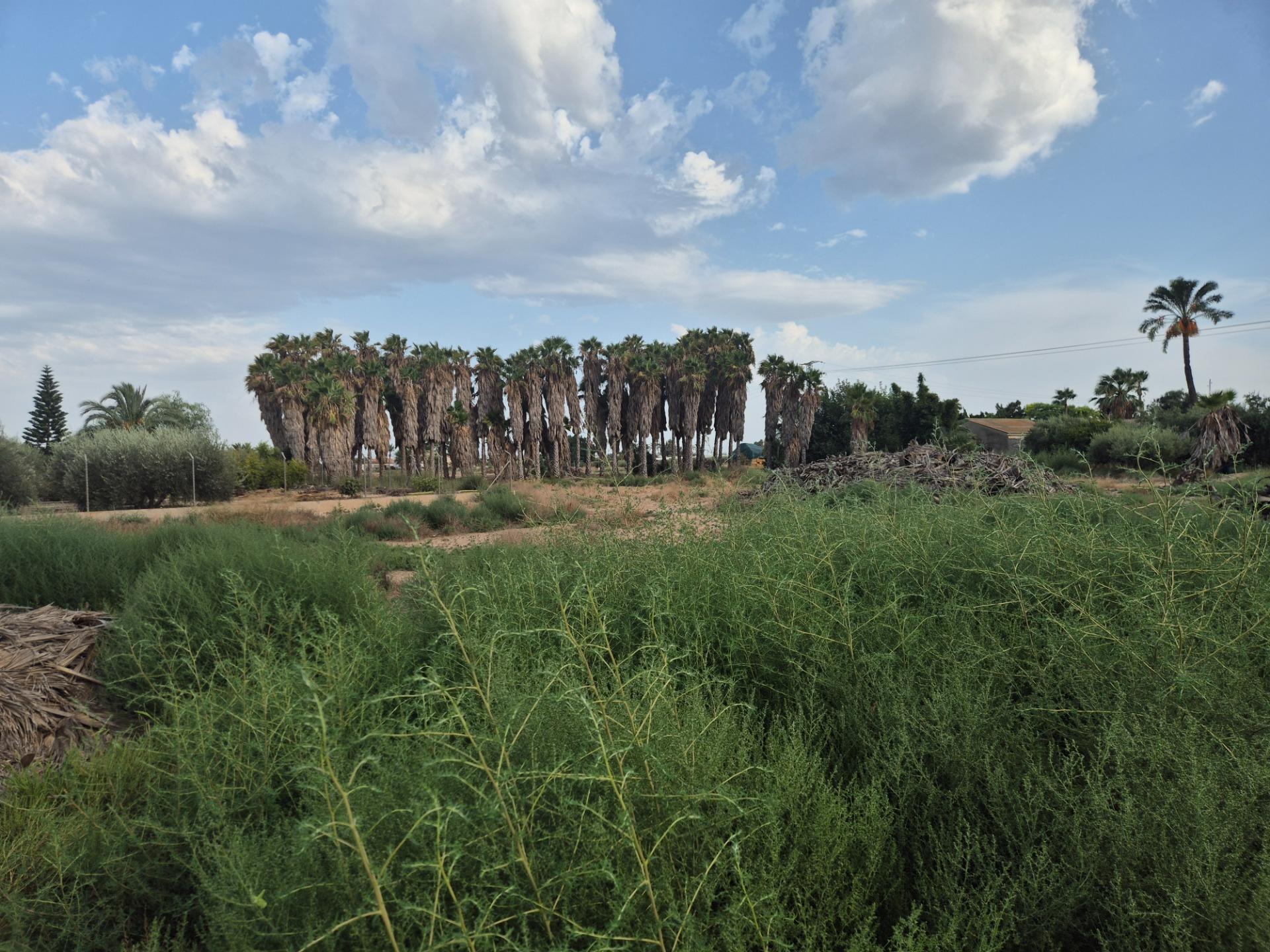 Fincas y solares-Venta-Elche-1507522-Foto-2