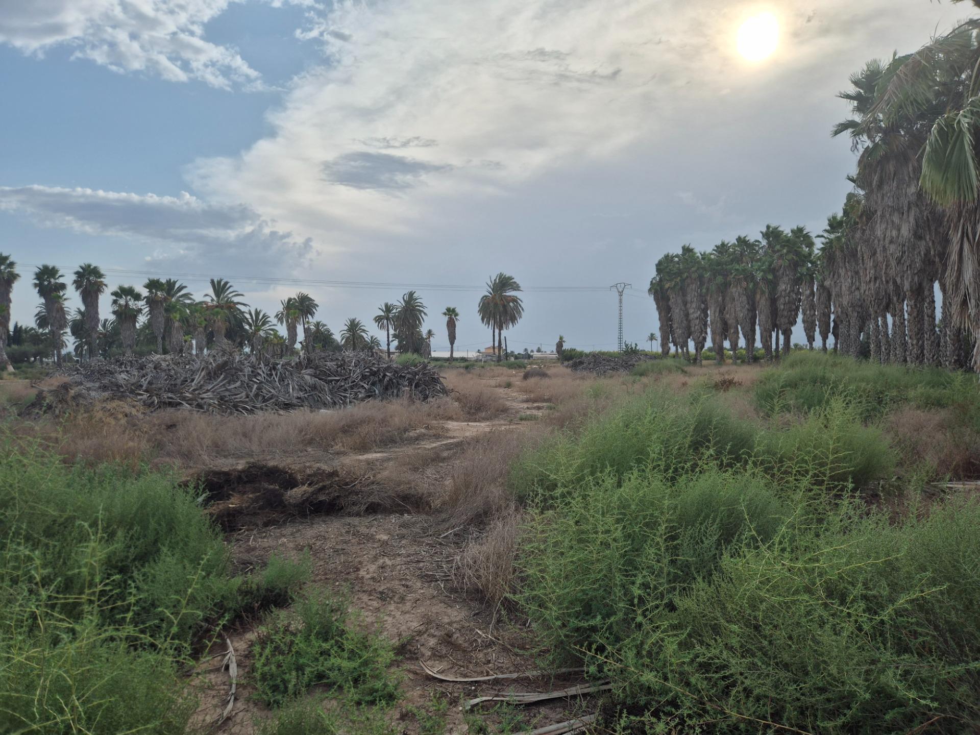 Fincas y solares-Venta-Elche-1507522