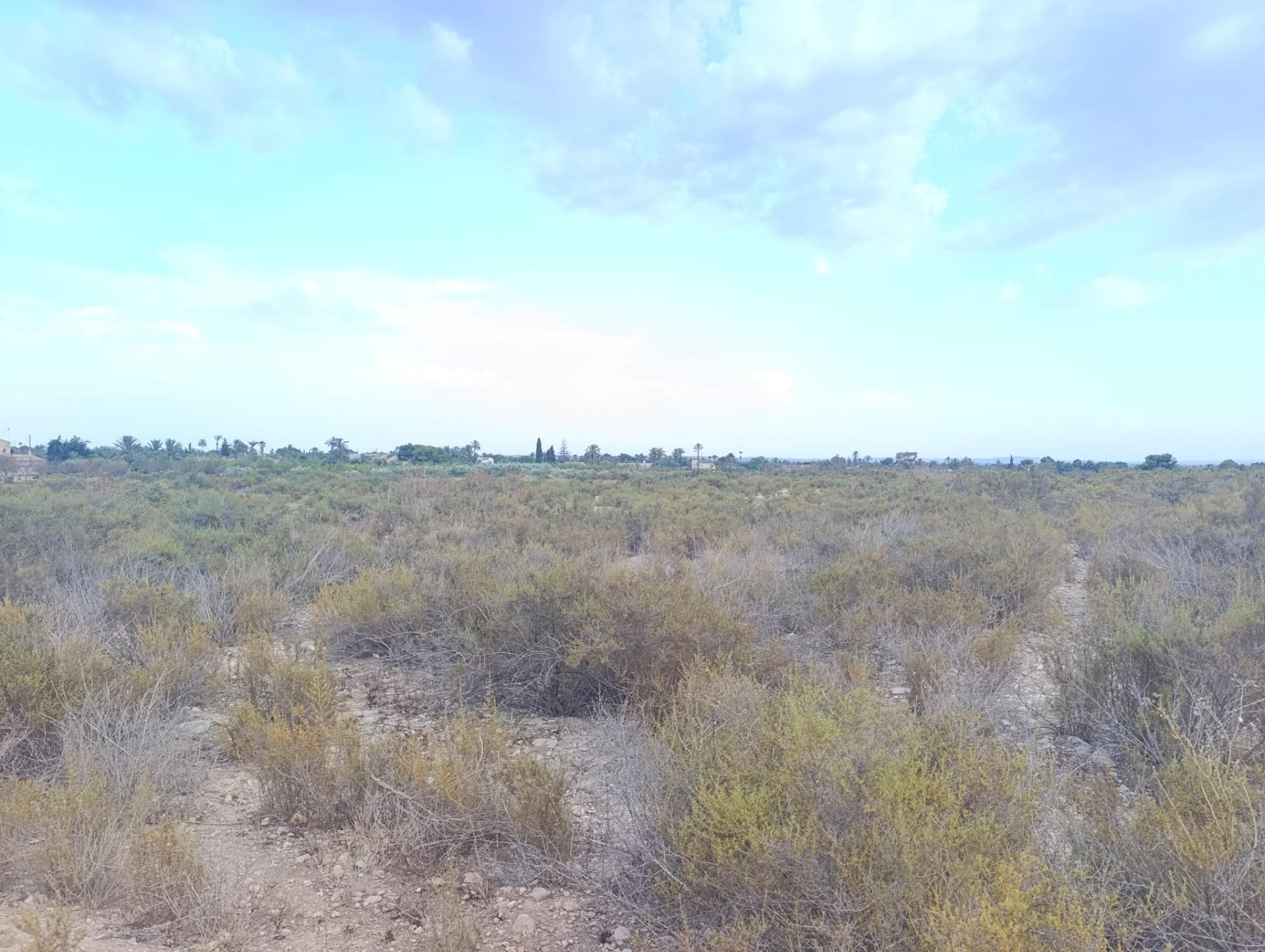 Fincas y solares-Venta-Elche-1507522-Foto-8
